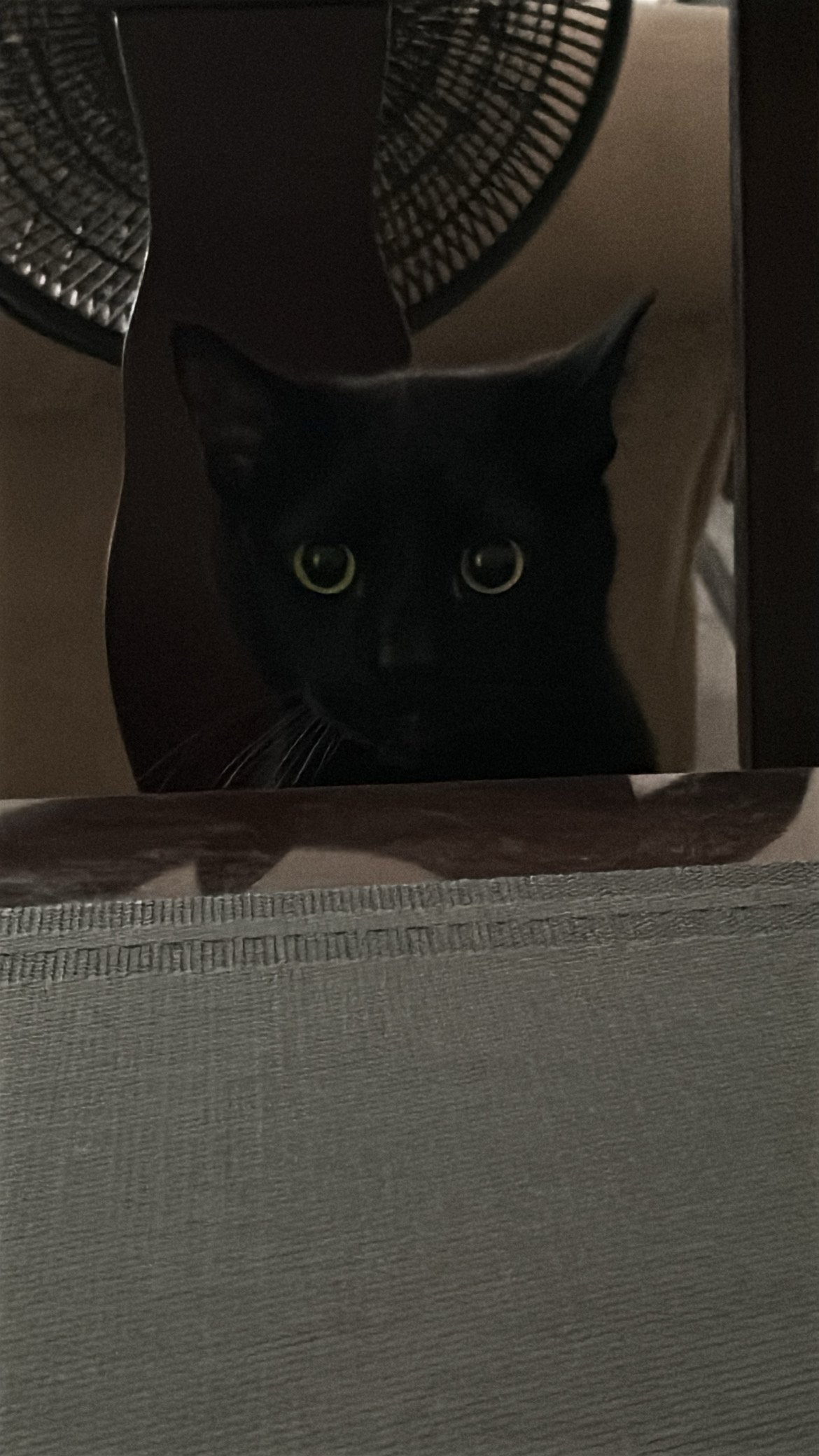 Help Jabari Get Cici the Vet Care She Needs campaign photo, 7 of 8