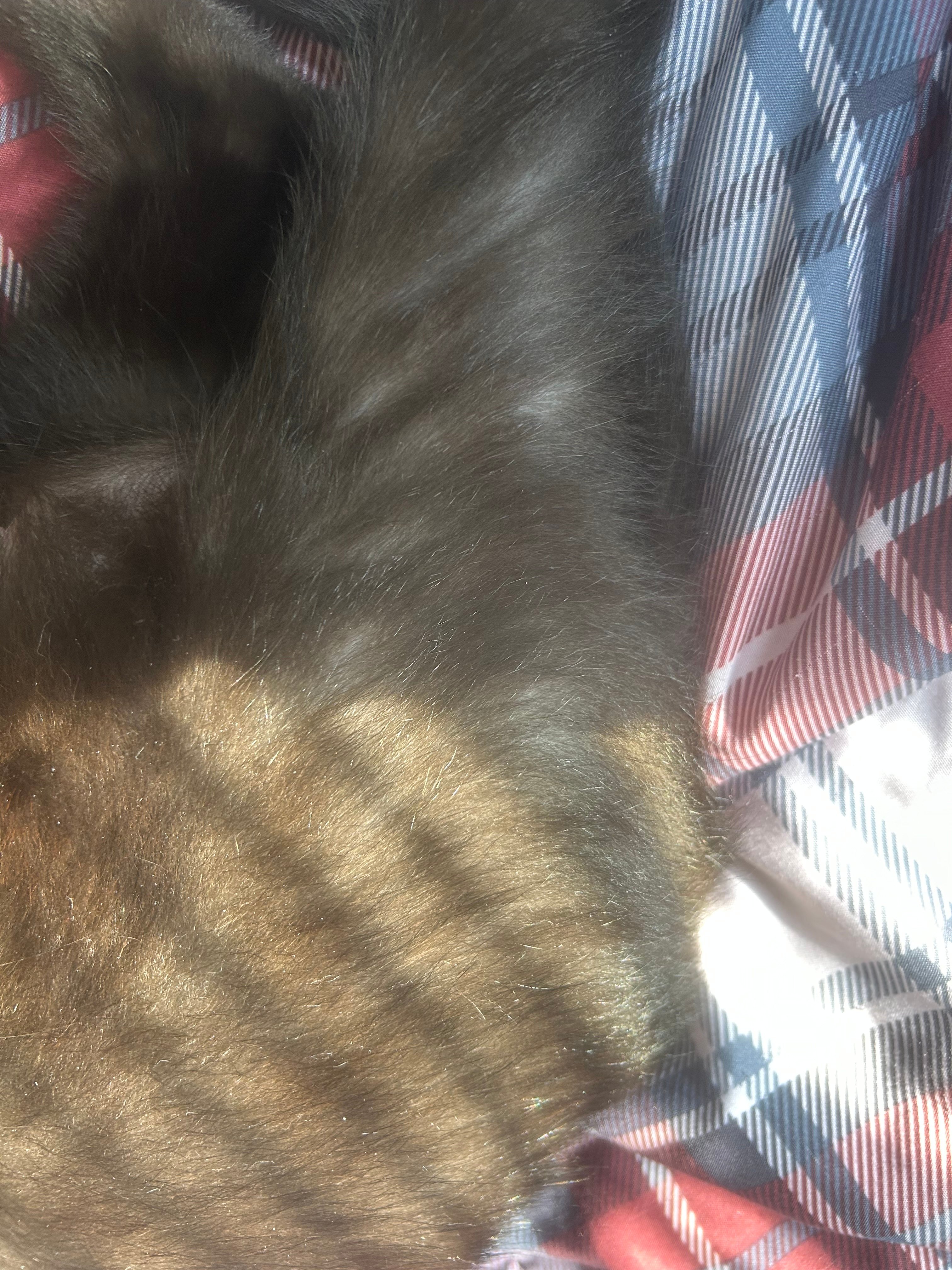 Help Jabari Get Cici the Vet Care She Needs campaign photo, 5 of 8