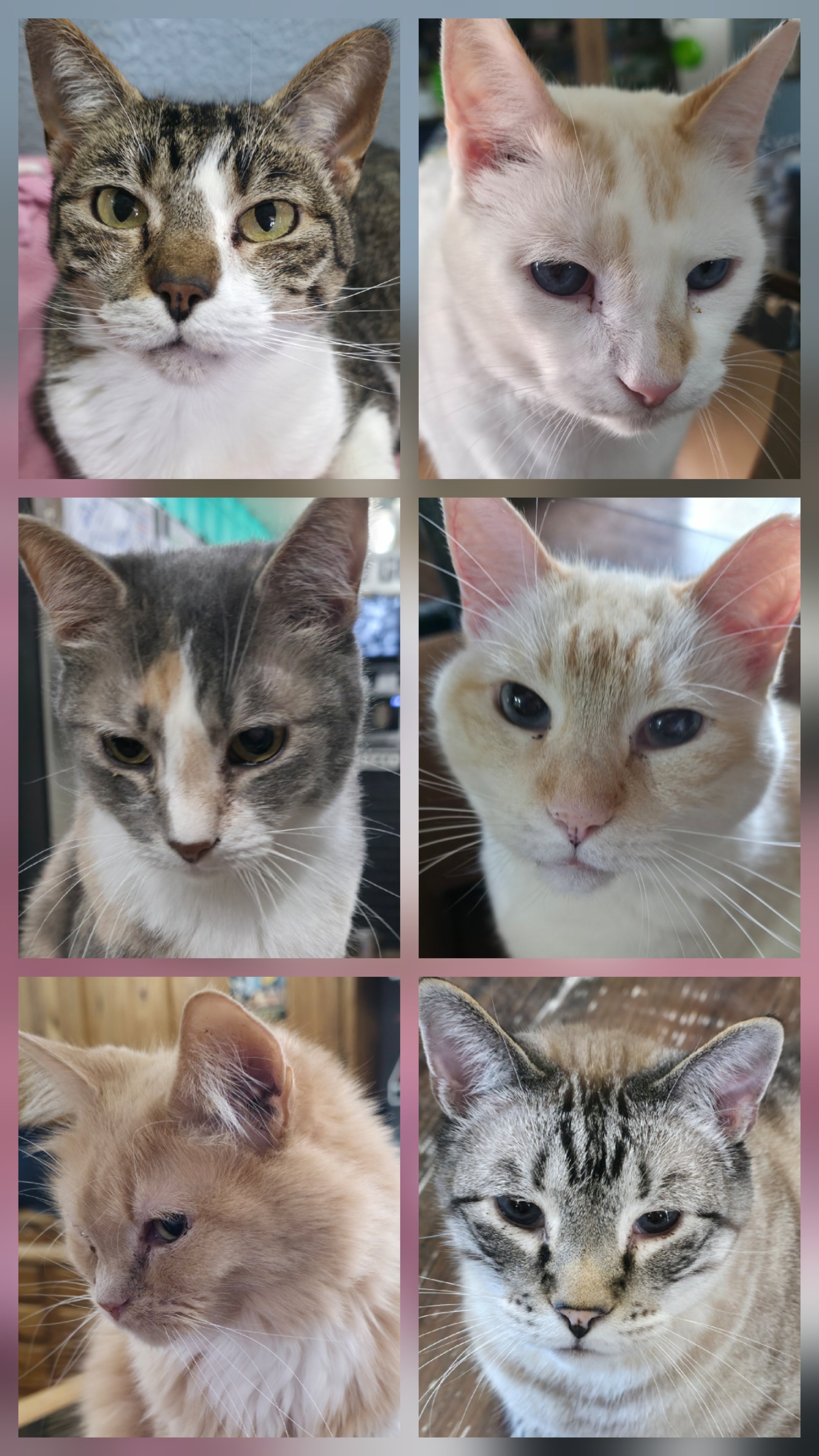 Move across country with 31 pets campaign photo, 2 of 8