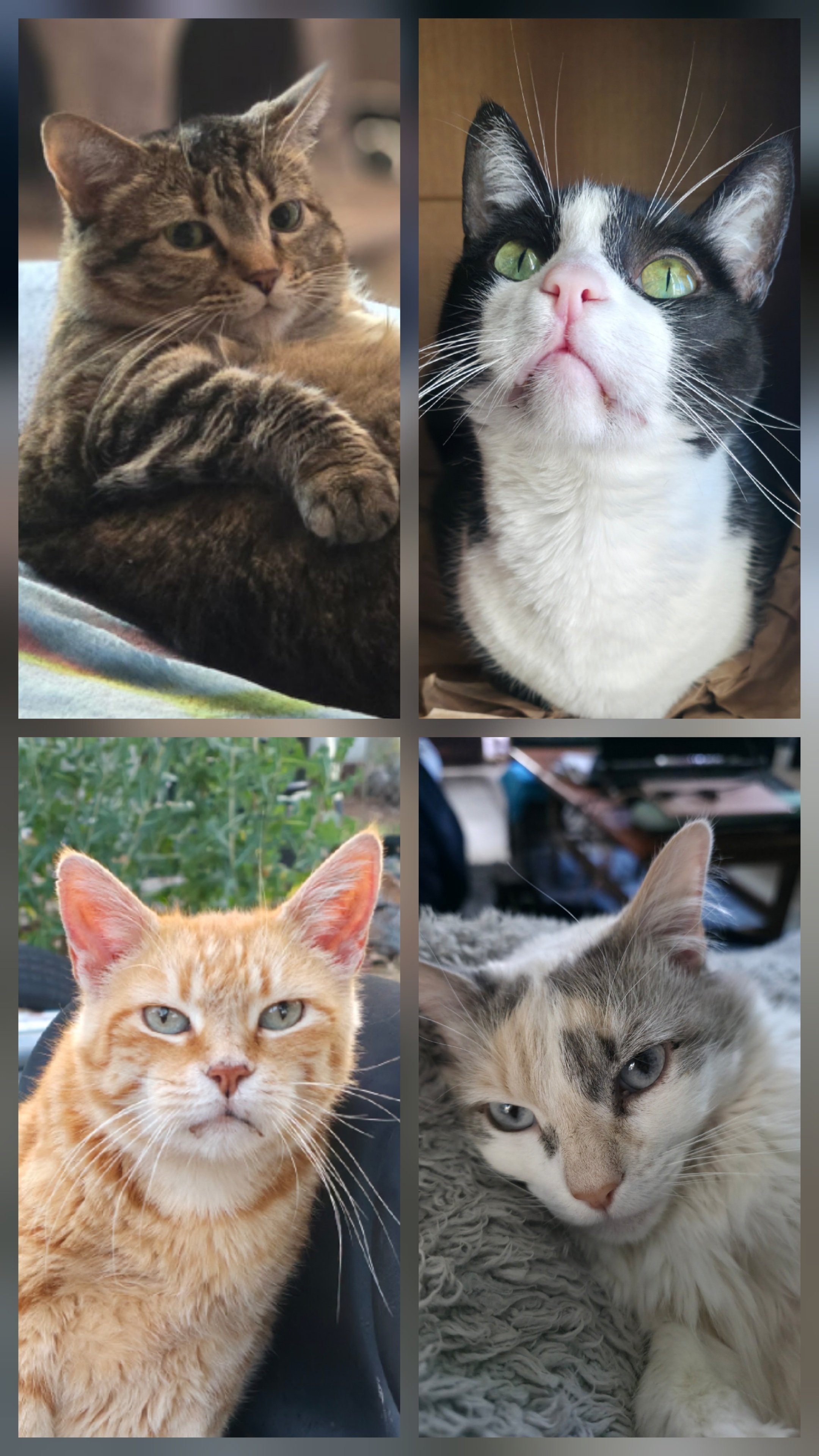 Move across country with 31 pets campaign photo, 7 of 8