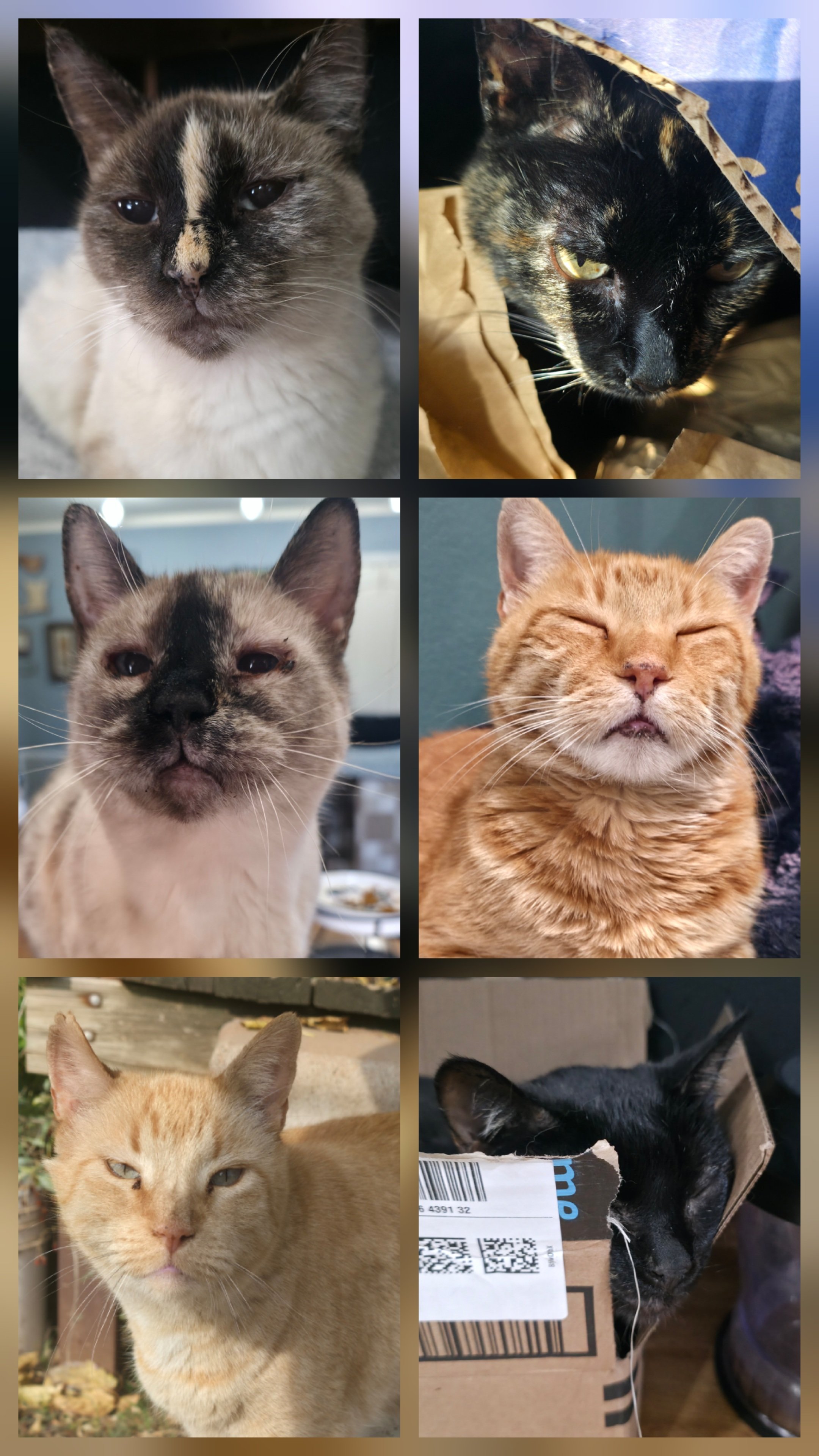 Move across country with 31 pets campaign photo, 4 of 8