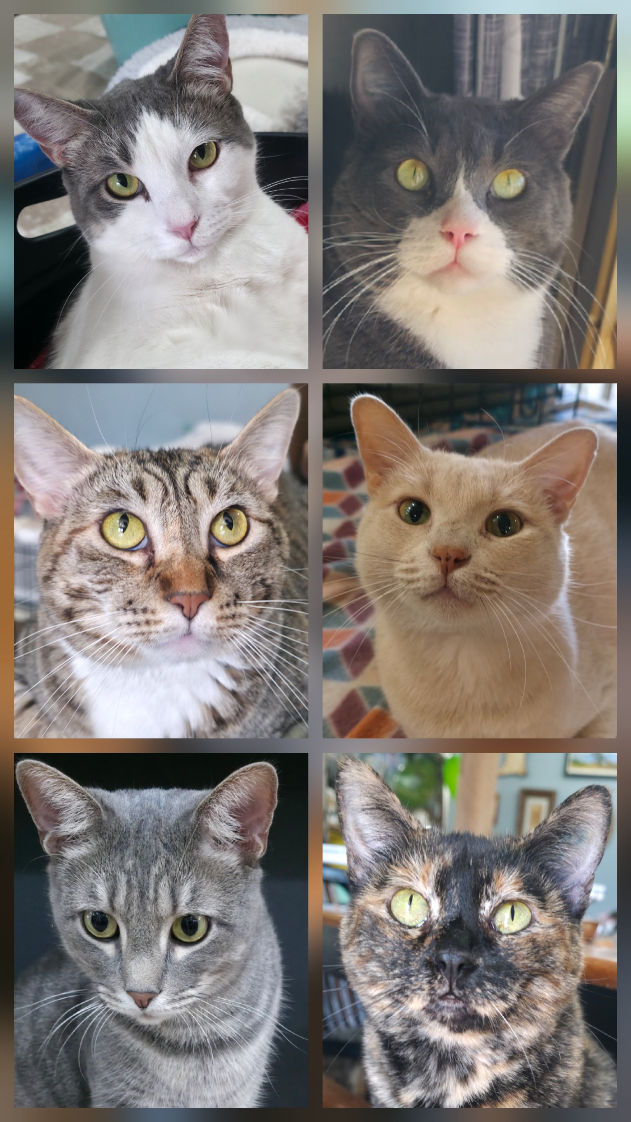 Move across country with 31 pets campaign photo, 5 of 8