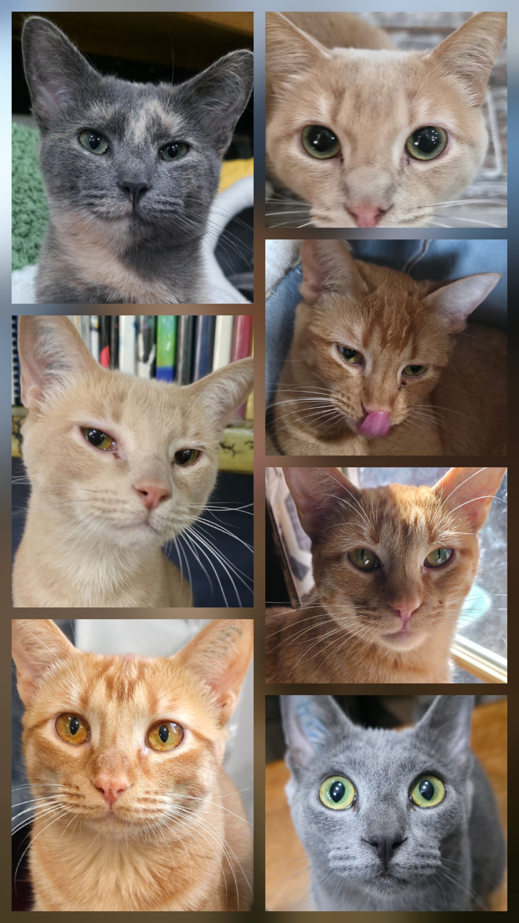 Move across country with 31 pets campaign photo, 6 of 8