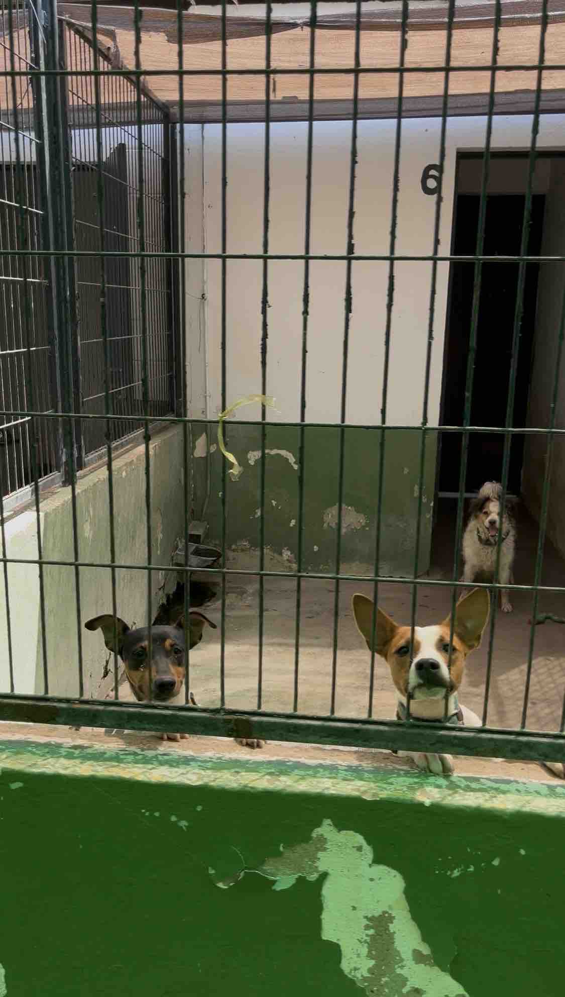 Ayuda para los animales de la perrera de Mérida campaign photo, 4 of 13