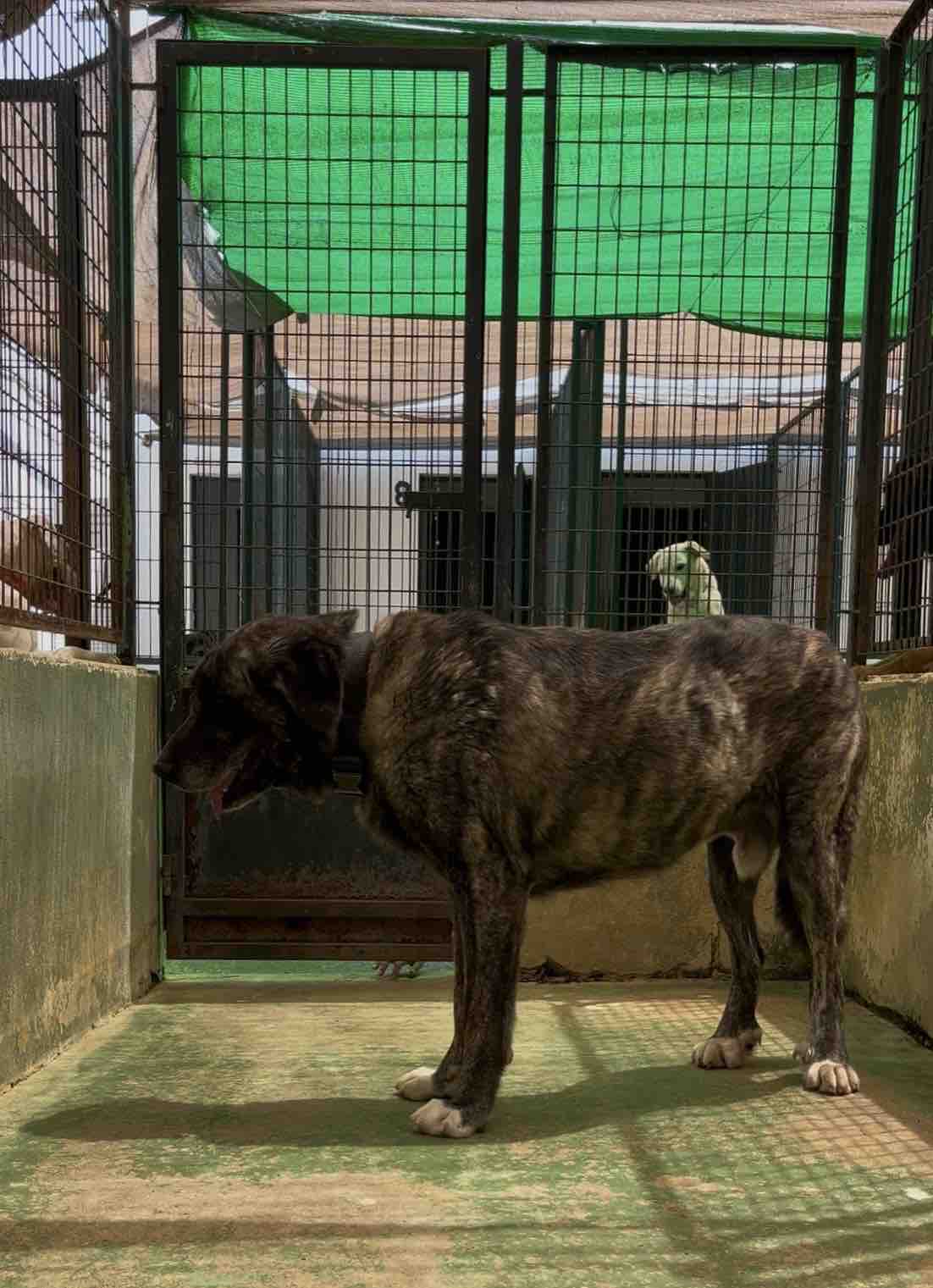 Ayuda para los animales de la perrera de Mérida campaign photo, 9 of 13