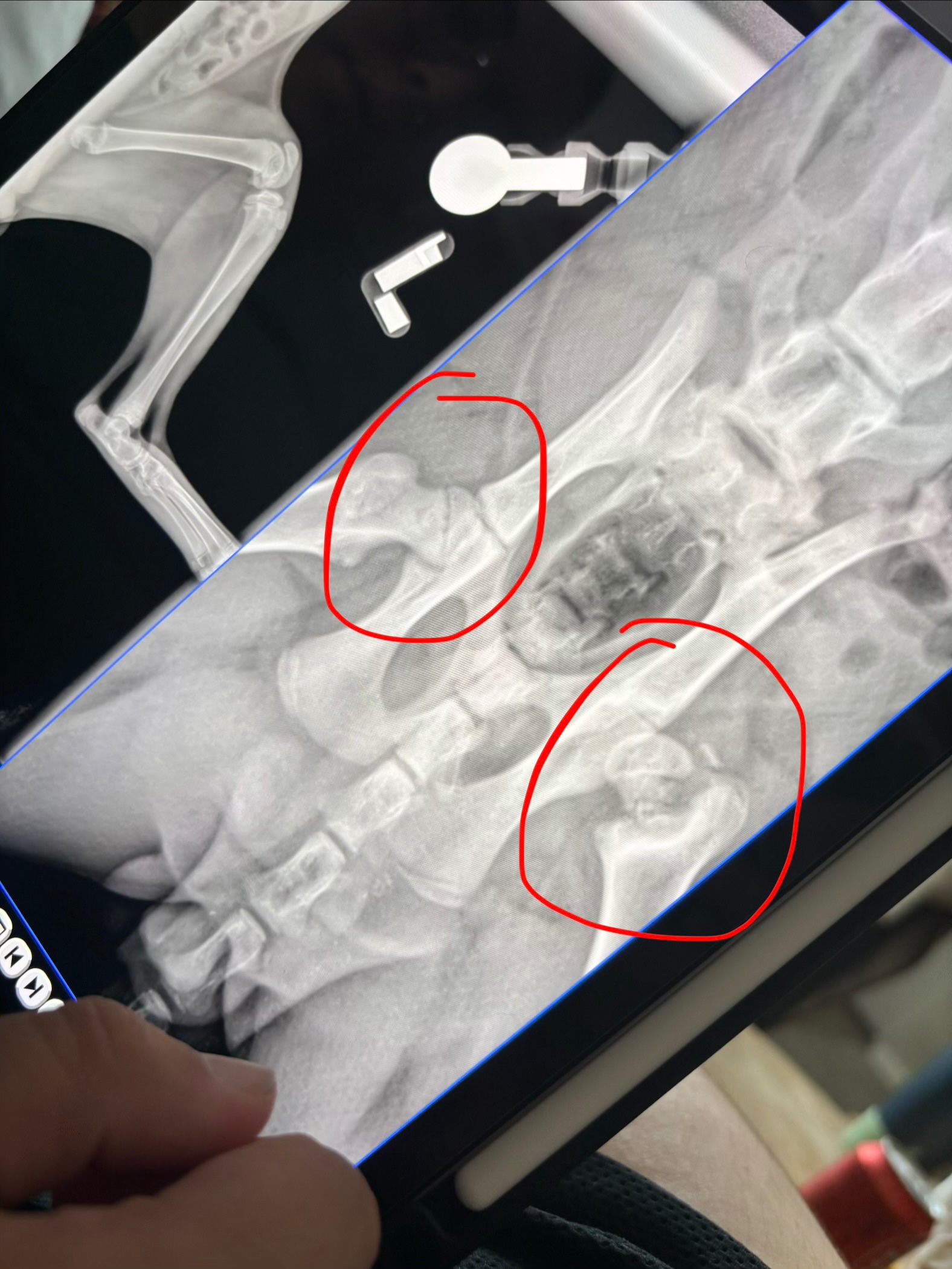 Help Chester Recover from Hip Surgery campaign photo, 7 of 8