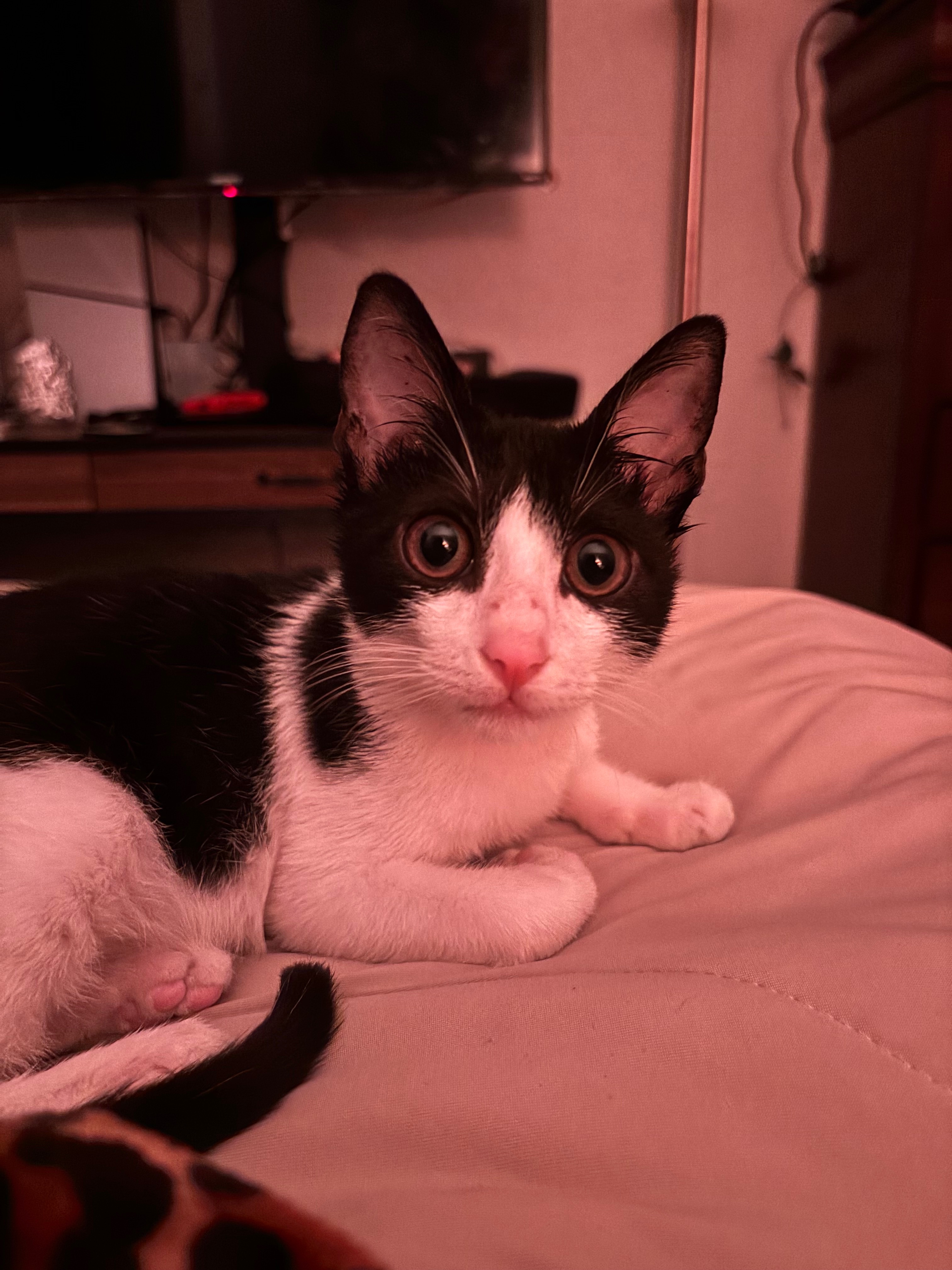 Help Chester Recover from Hip Surgery campaign photo, 2 of 8