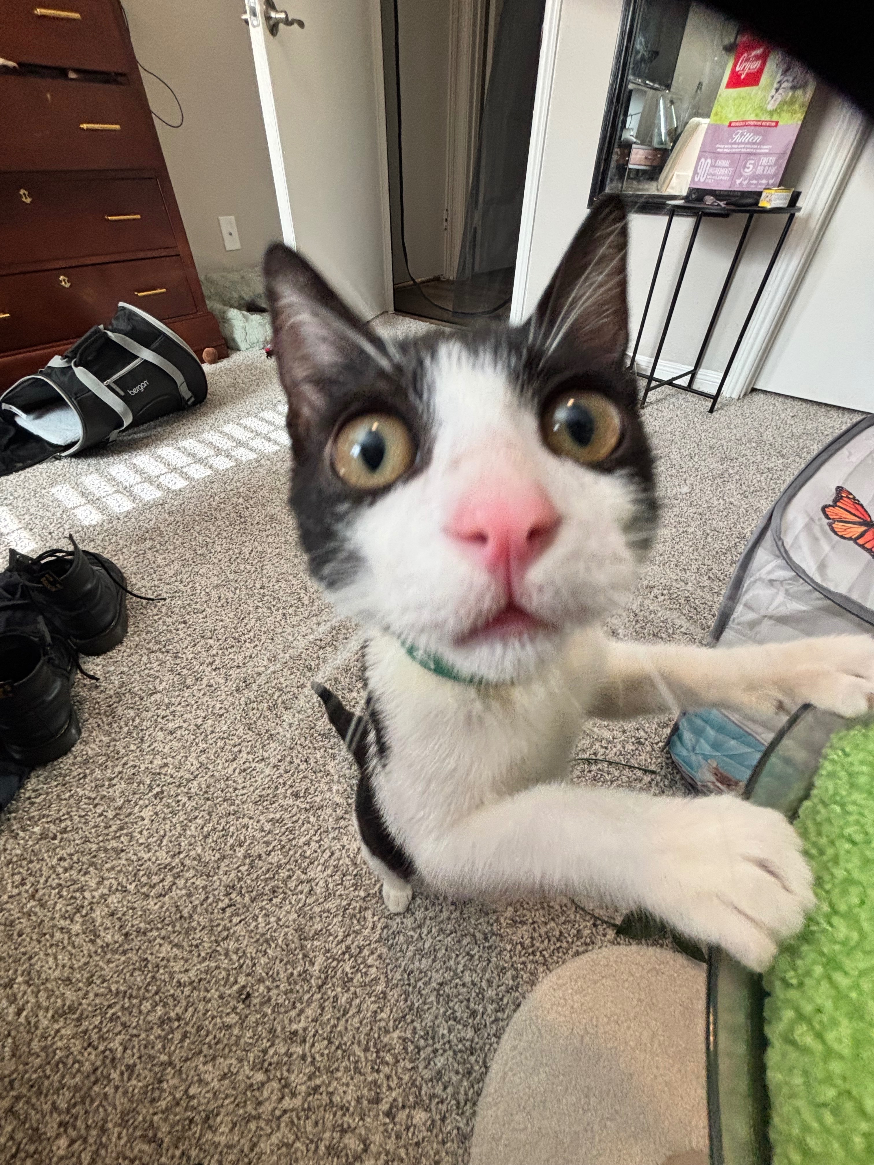 Help Chester Recover from Hip Surgery campaign photo, 5 of 8