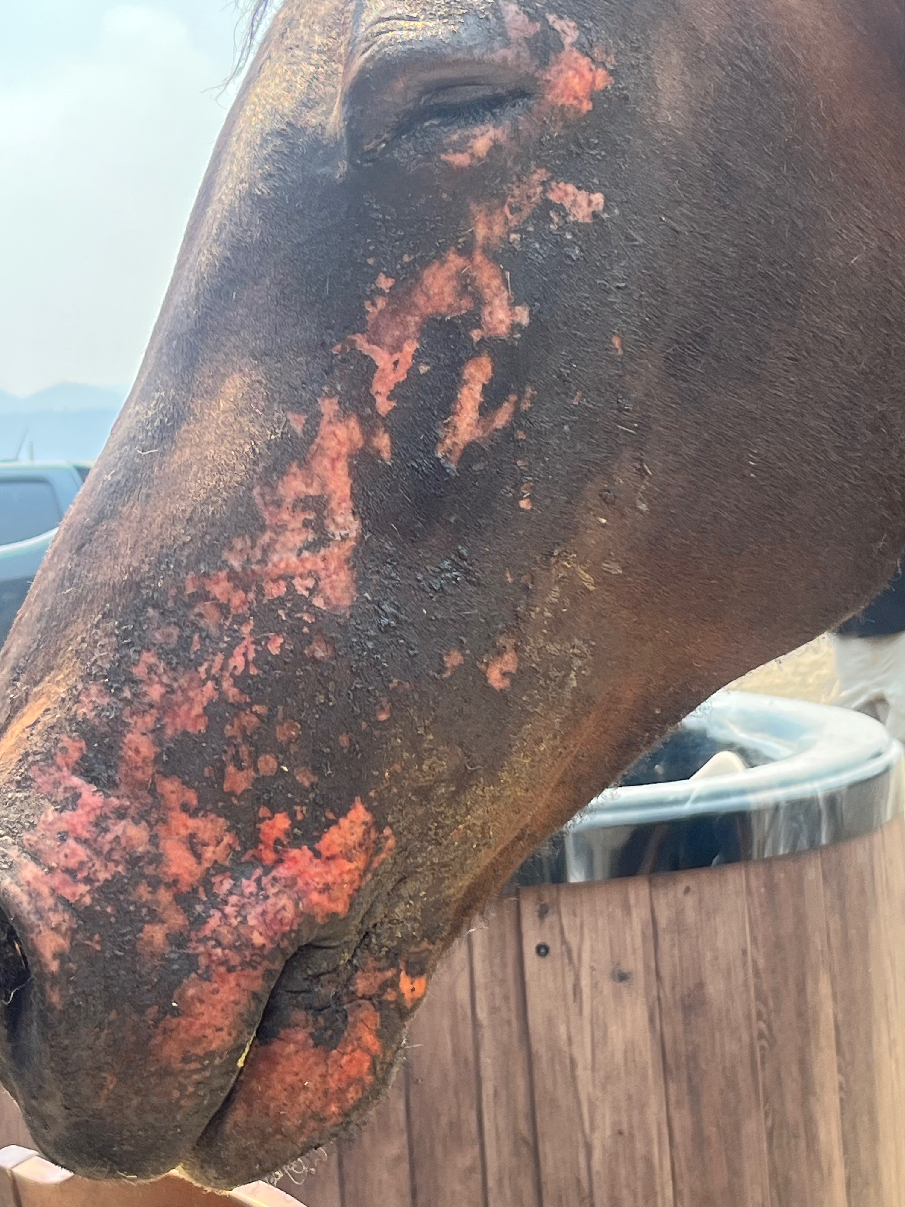 Support Caroline’s Recovery from Wildfire Devastation campaign photo, 12 of 13