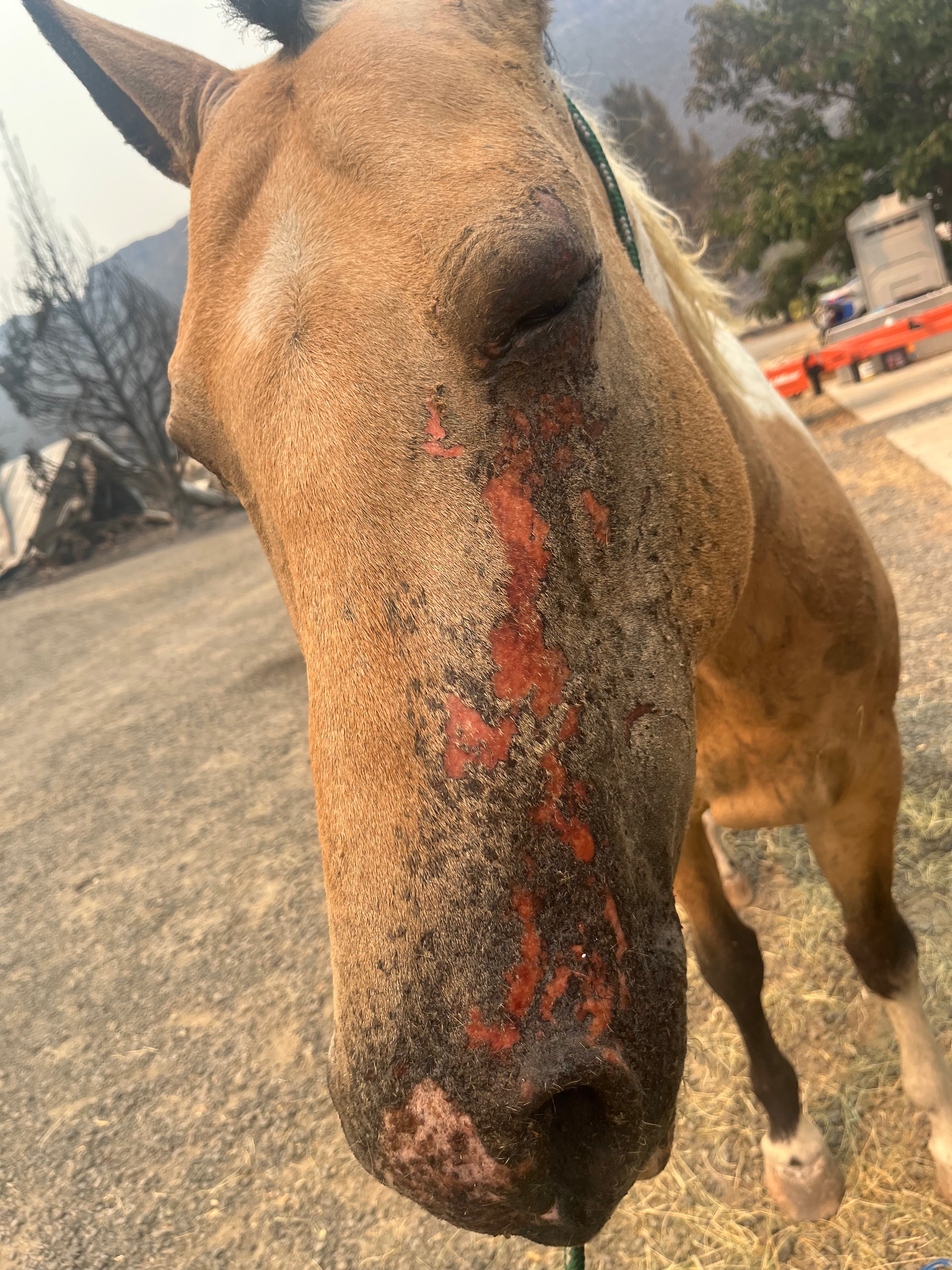 Support Caroline’s Recovery from Wildfire Devastation campaign photo, 4 of 13