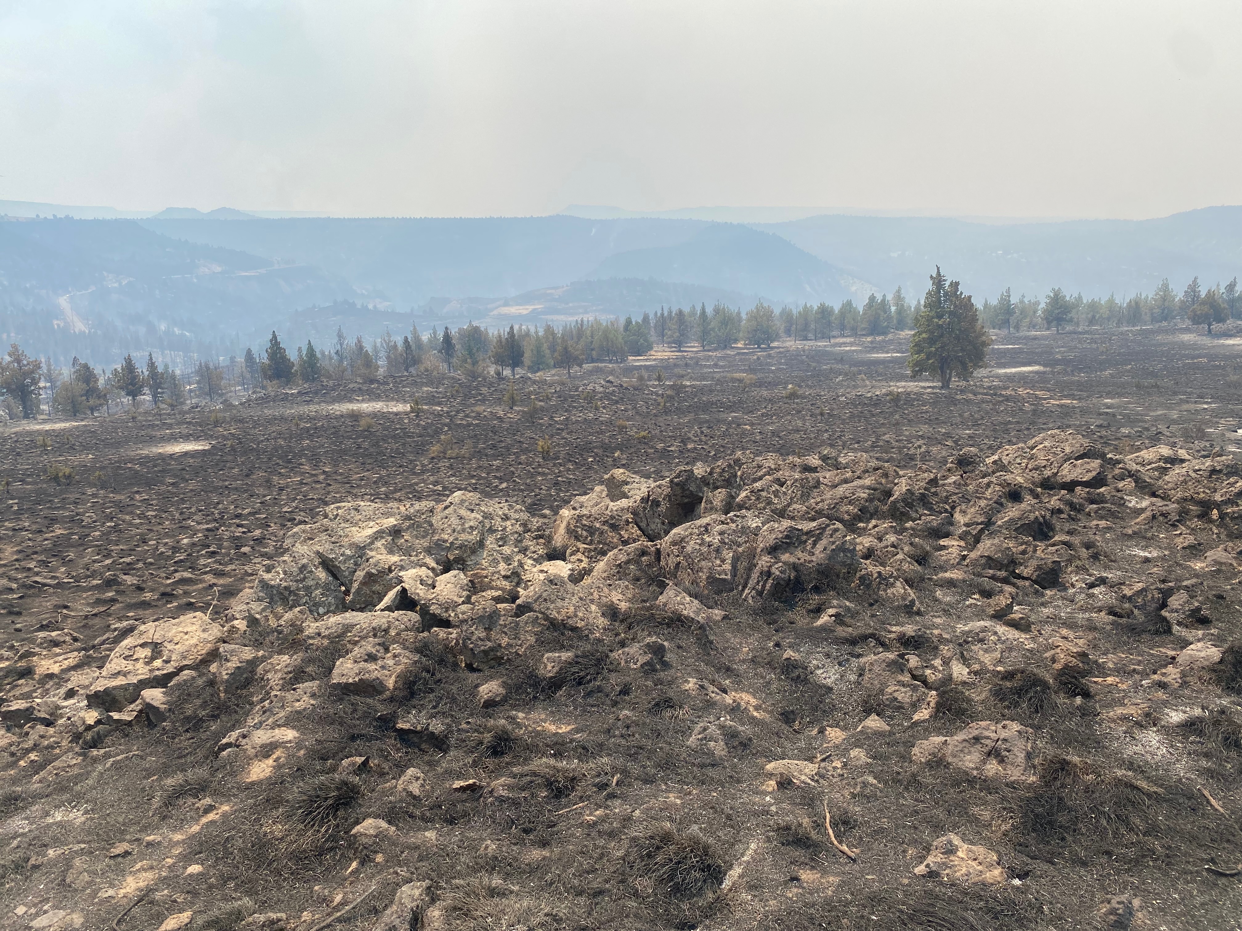 Support Caroline’s Recovery from Wildfire Devastation campaign photo, 5 of 13
