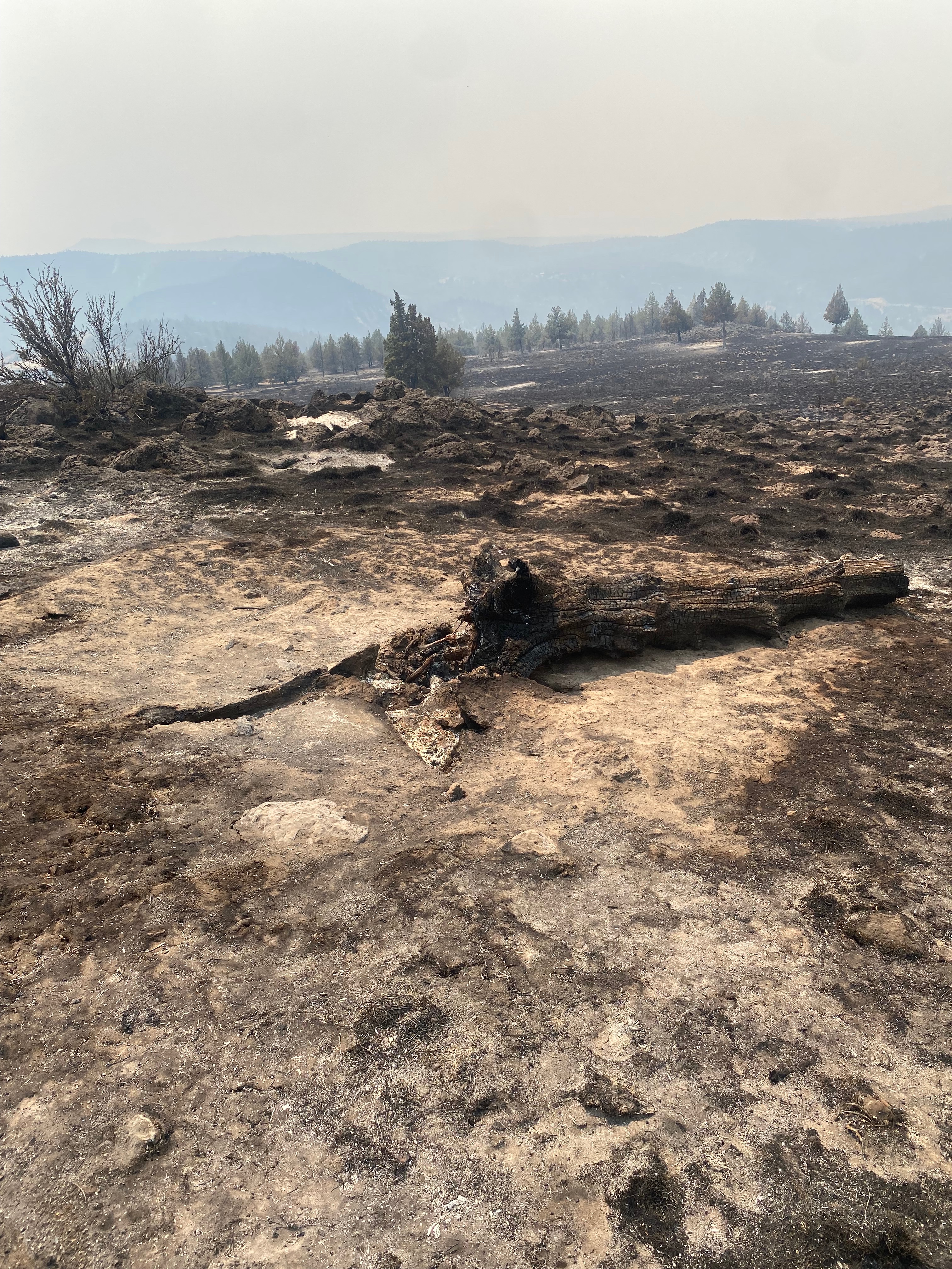 Support Caroline’s Recovery from Wildfire Devastation campaign photo, 6 of 13