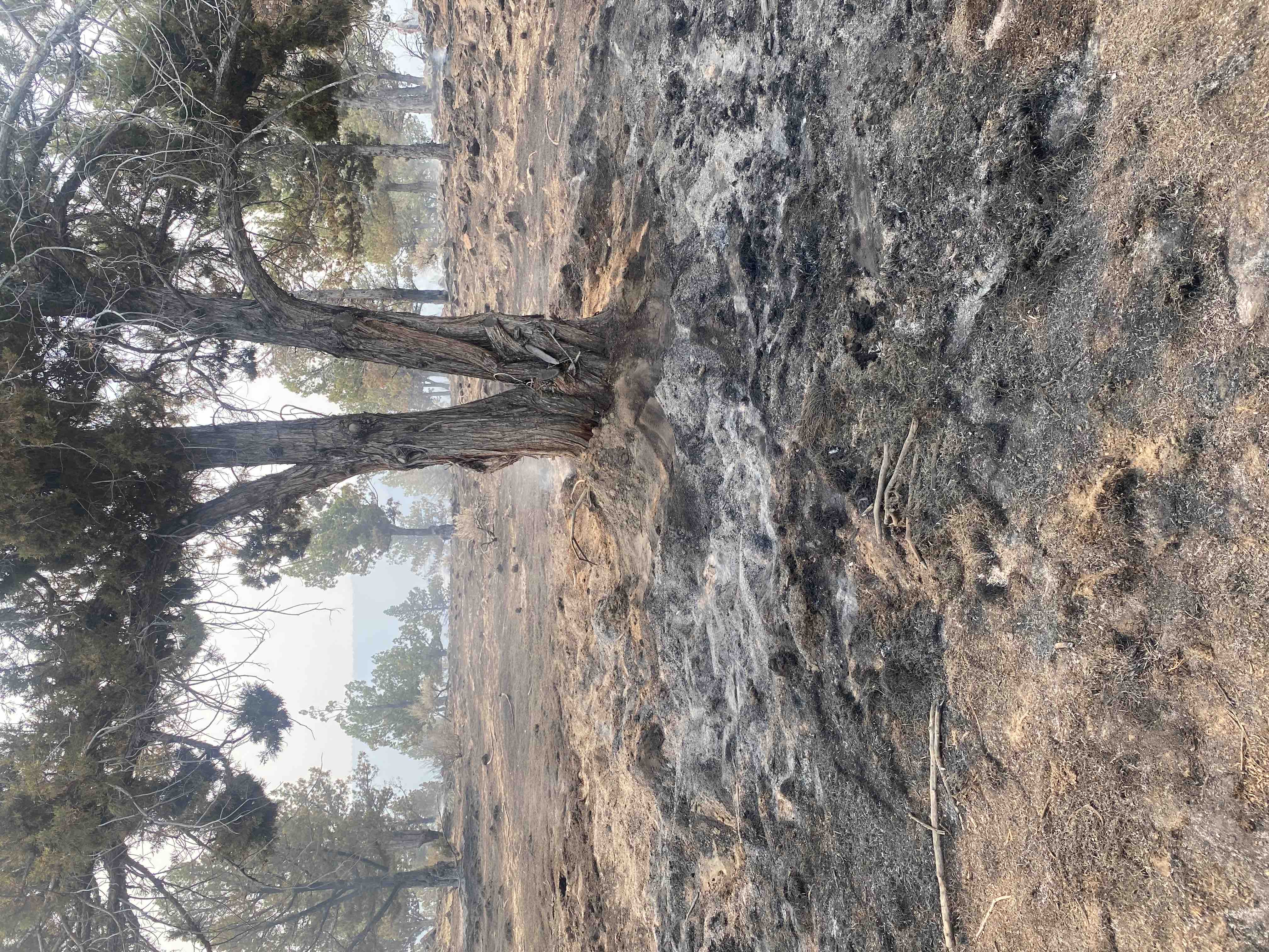 Support Caroline’s Recovery from Wildfire Devastation campaign photo, 9 of 13