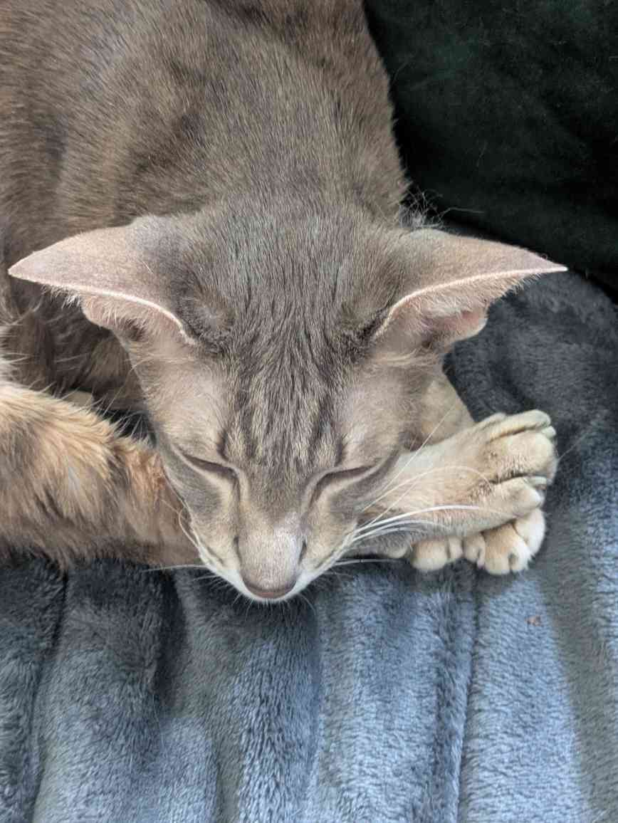 Emergency Vet Funds for Karla’s Cat Harriet campaign photo, 2 of 6