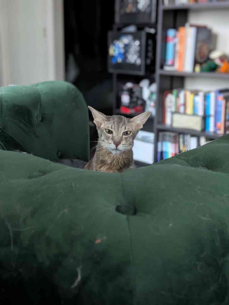 Emergency Vet Funds for Karla’s Cat Harriet campaign photo, 5 of 6