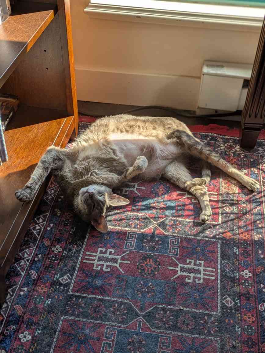 Emergency Vet Funds for Karla’s Cat Harriet campaign photo, 4 of 6