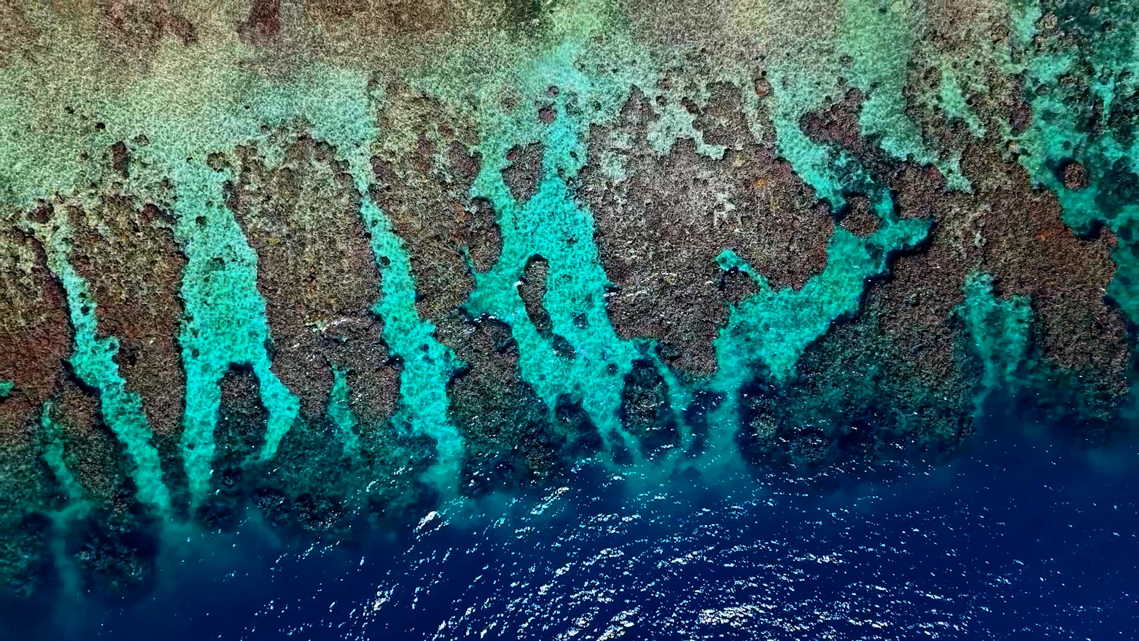 A Dot in the Ocean - The Utila Project. campaign photo, 2 of 8