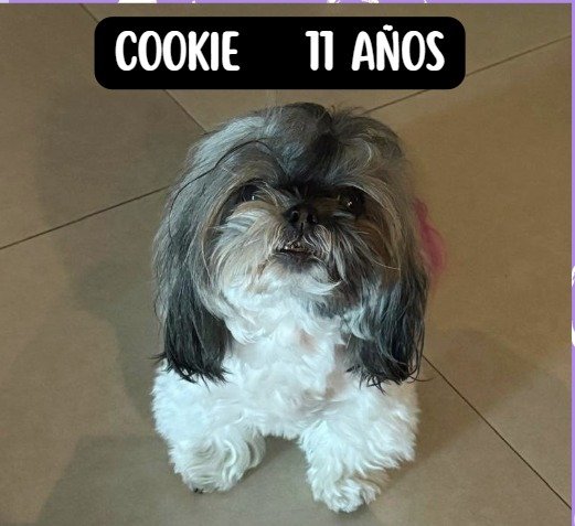 Cirugía urgente para mi mascota: Retiro de tumores mamarios campaign photo, 2 of 5