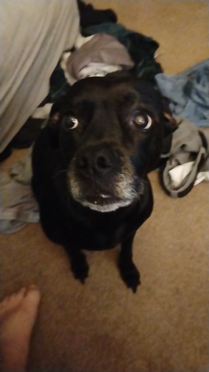 Support Gabby’s Urgent Surgery Fund campaign photo, 4 of 4