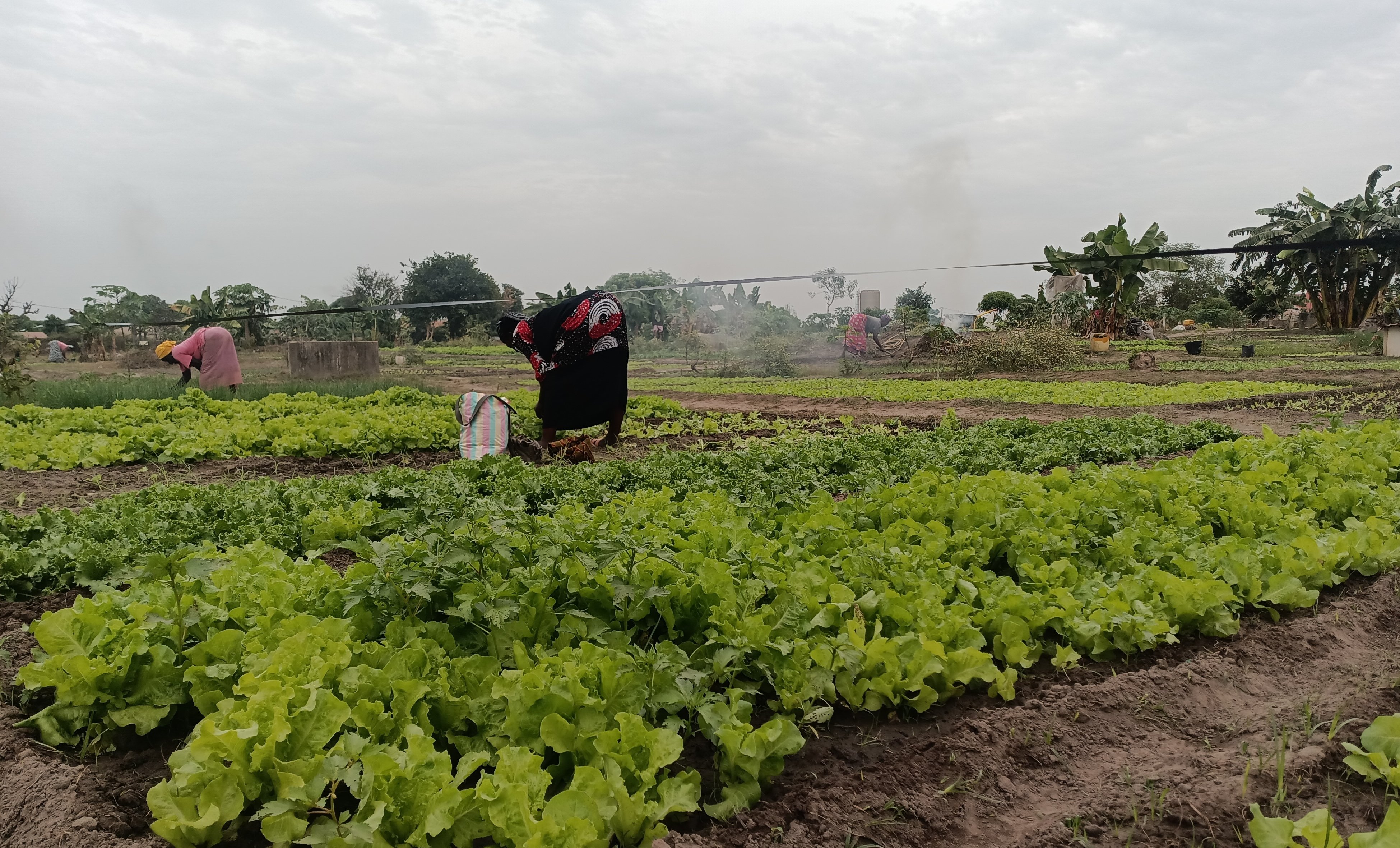 Support Gambian Families with Seeds for Prosperity campaign photo, 2 of 4