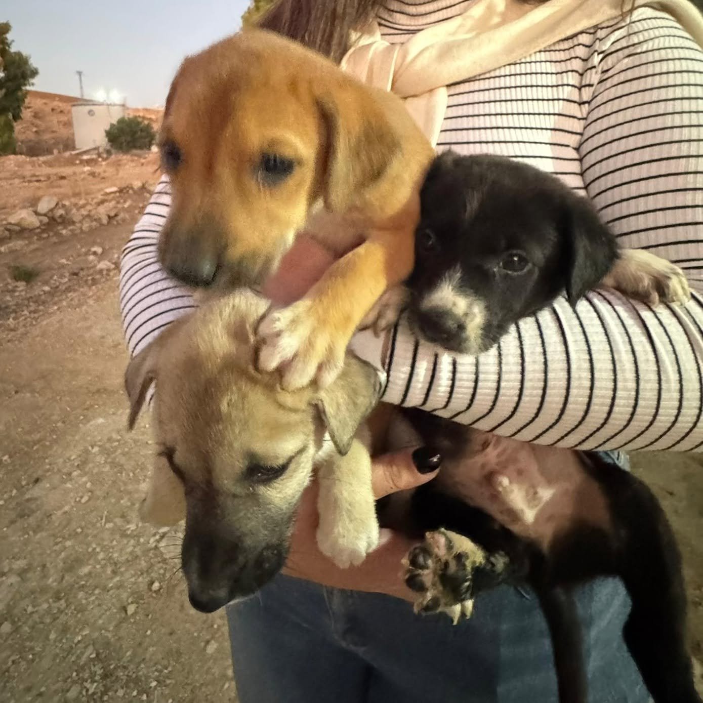 Save the Only Animal Shelter in the West Bank campaign photo, 6 of 8