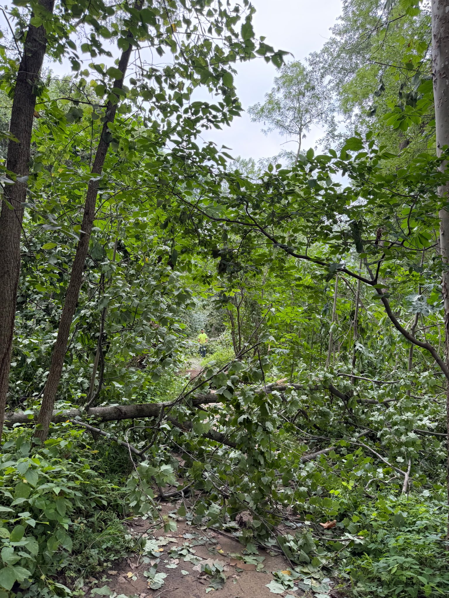 Help Restore and Protect Coffee Creek Preserve campaign photo, 4 of 8