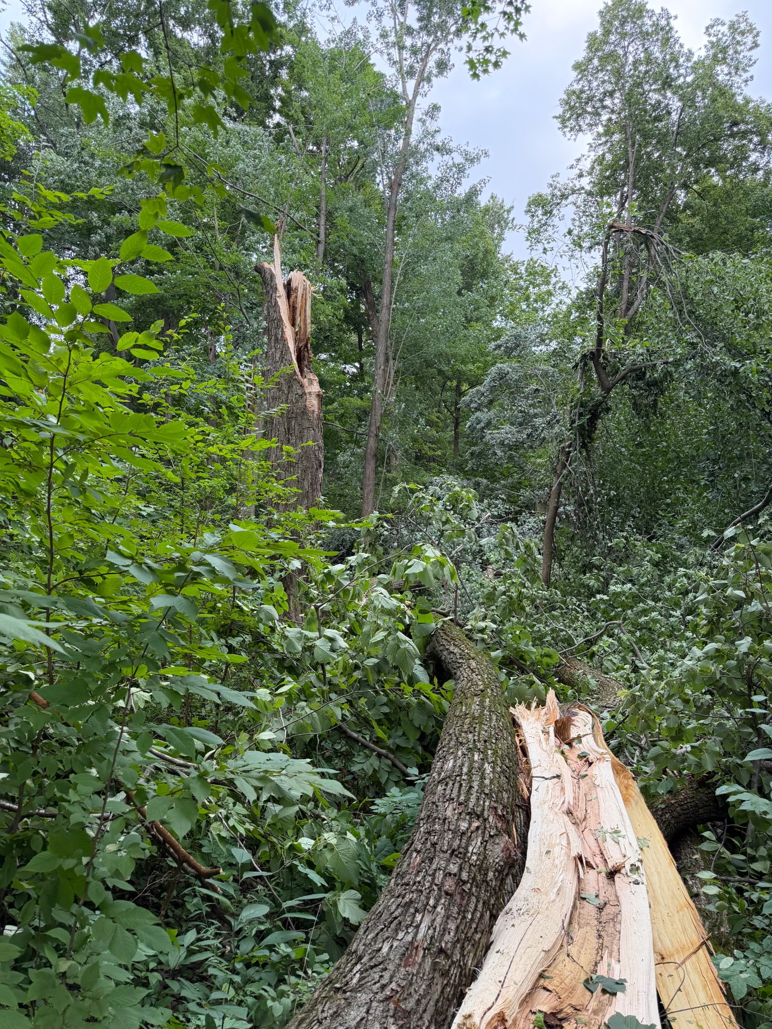 Help Restore and Protect Coffee Creek Preserve campaign photo, 2 of 8