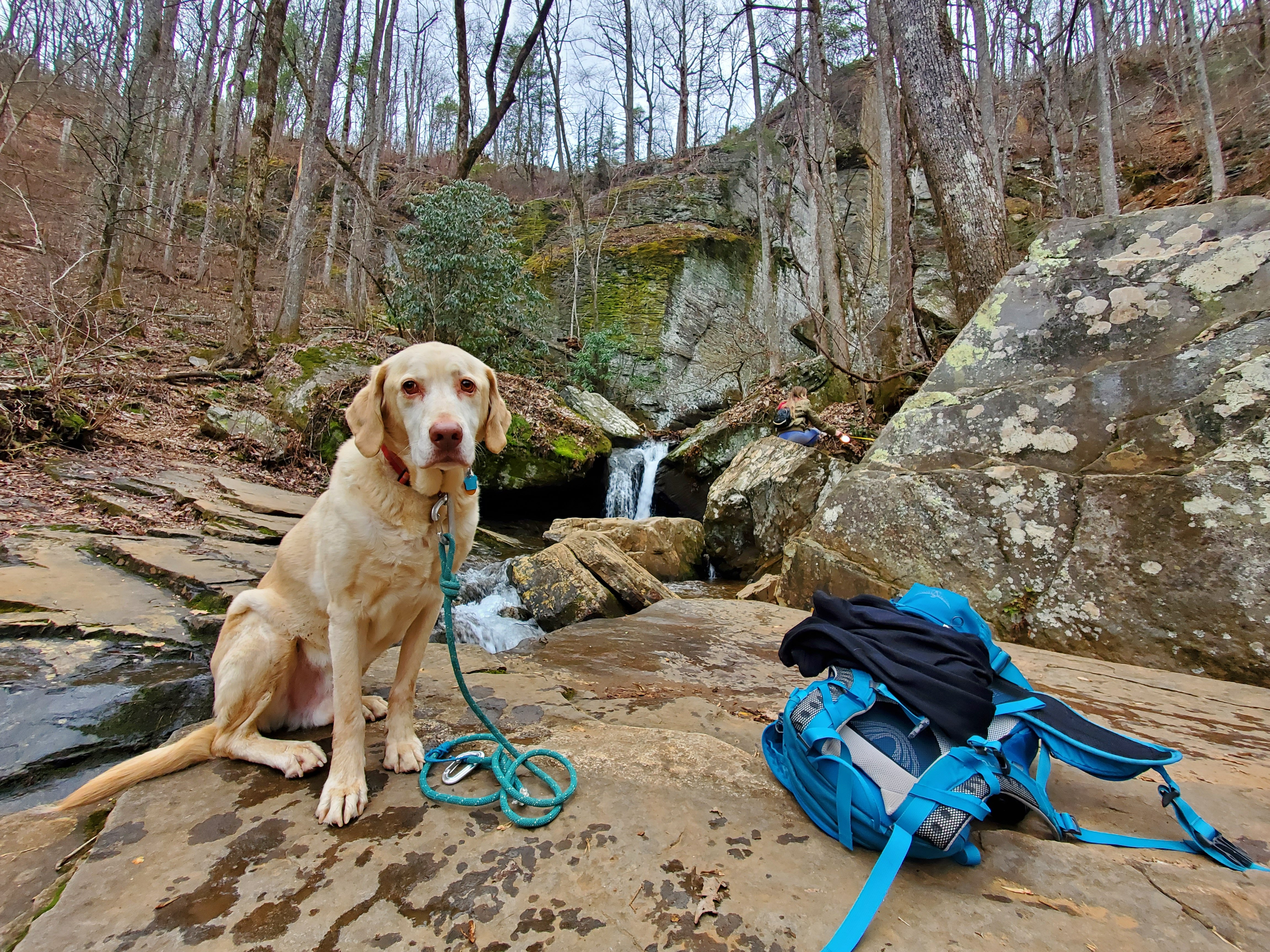In honor of Aspen, let's help shelter dogs in Gwinnett! campaign photo, 2 of 7