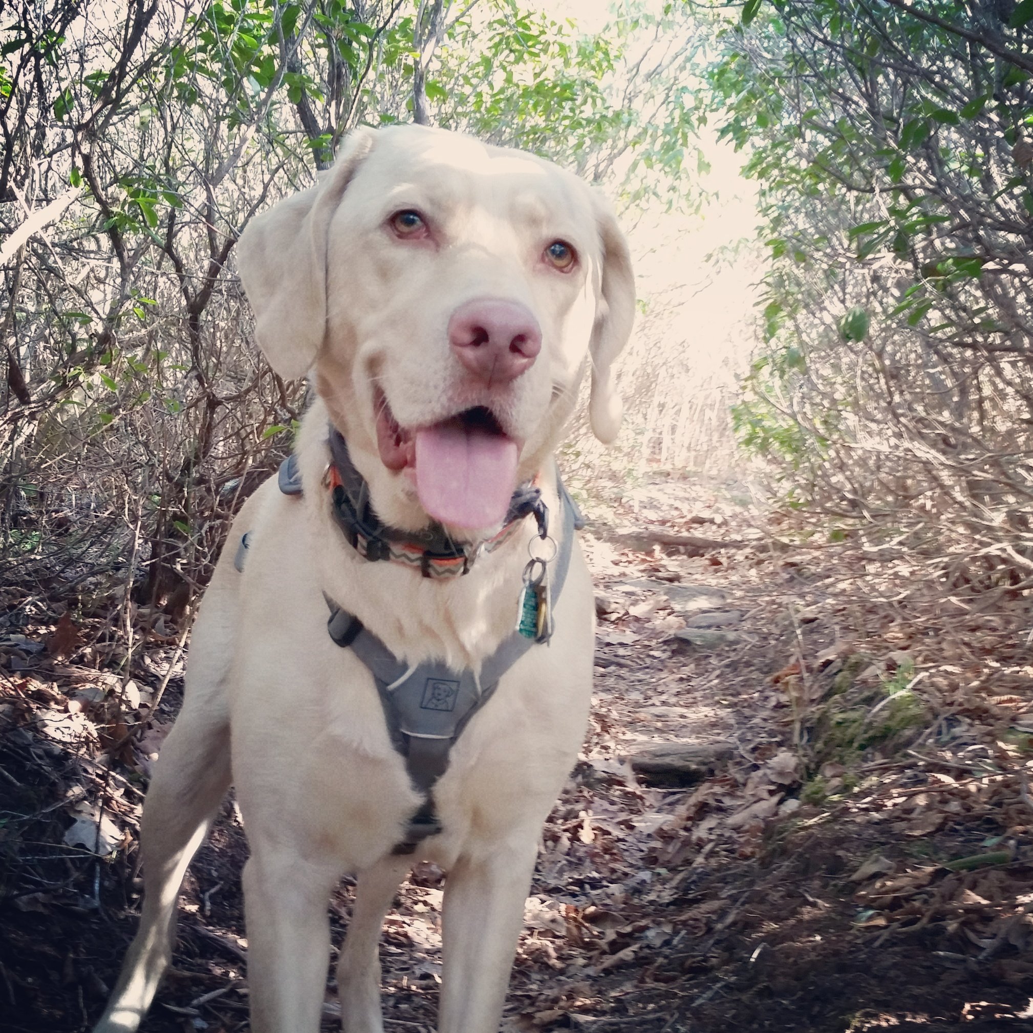 In honor of Aspen, let's help shelter dogs in Gwinnett! campaign photo, 4 of 7
