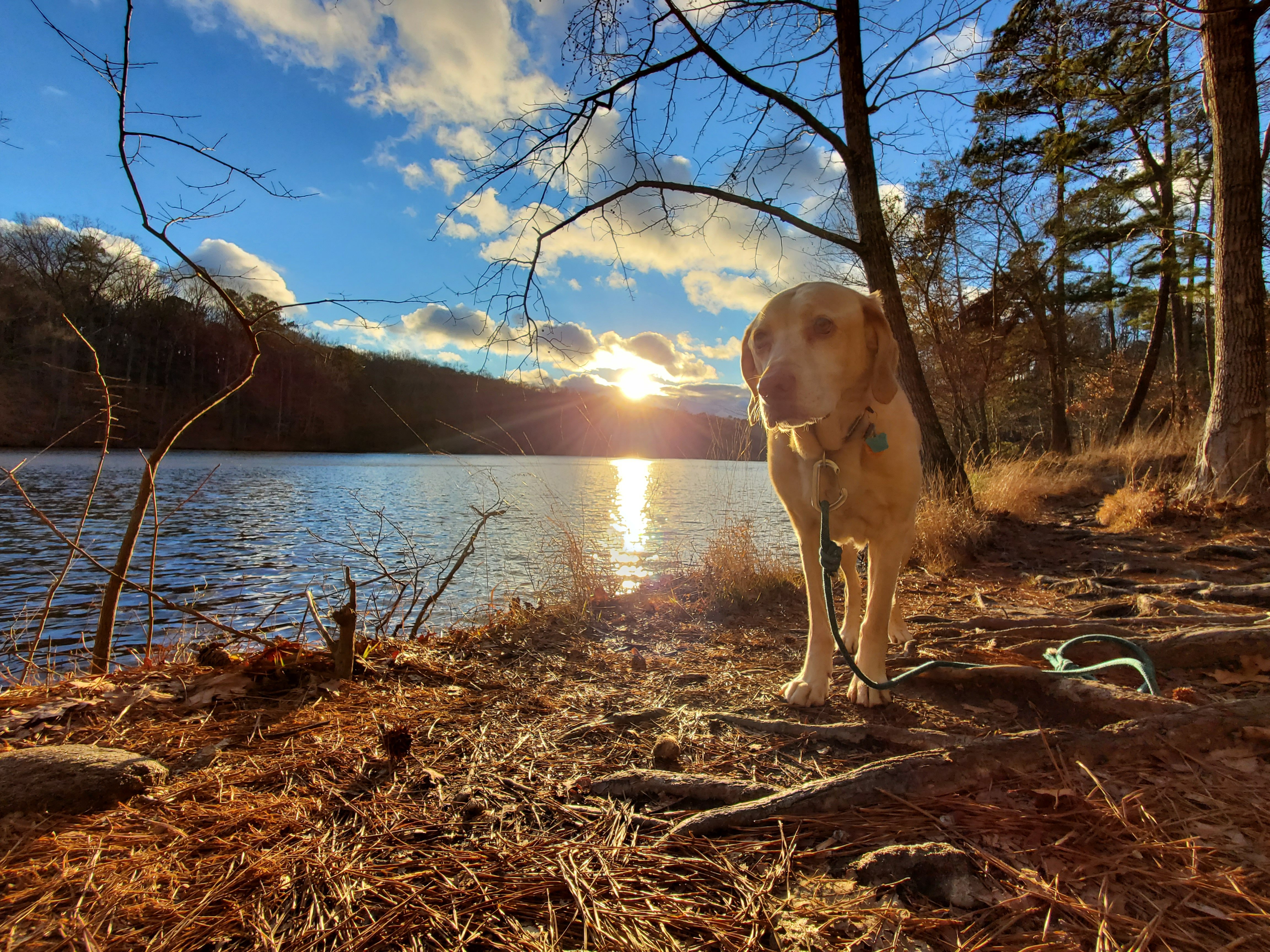 In honor of Aspen, let's help shelter dogs in Gwinnett! campaign photo, 5 of 7