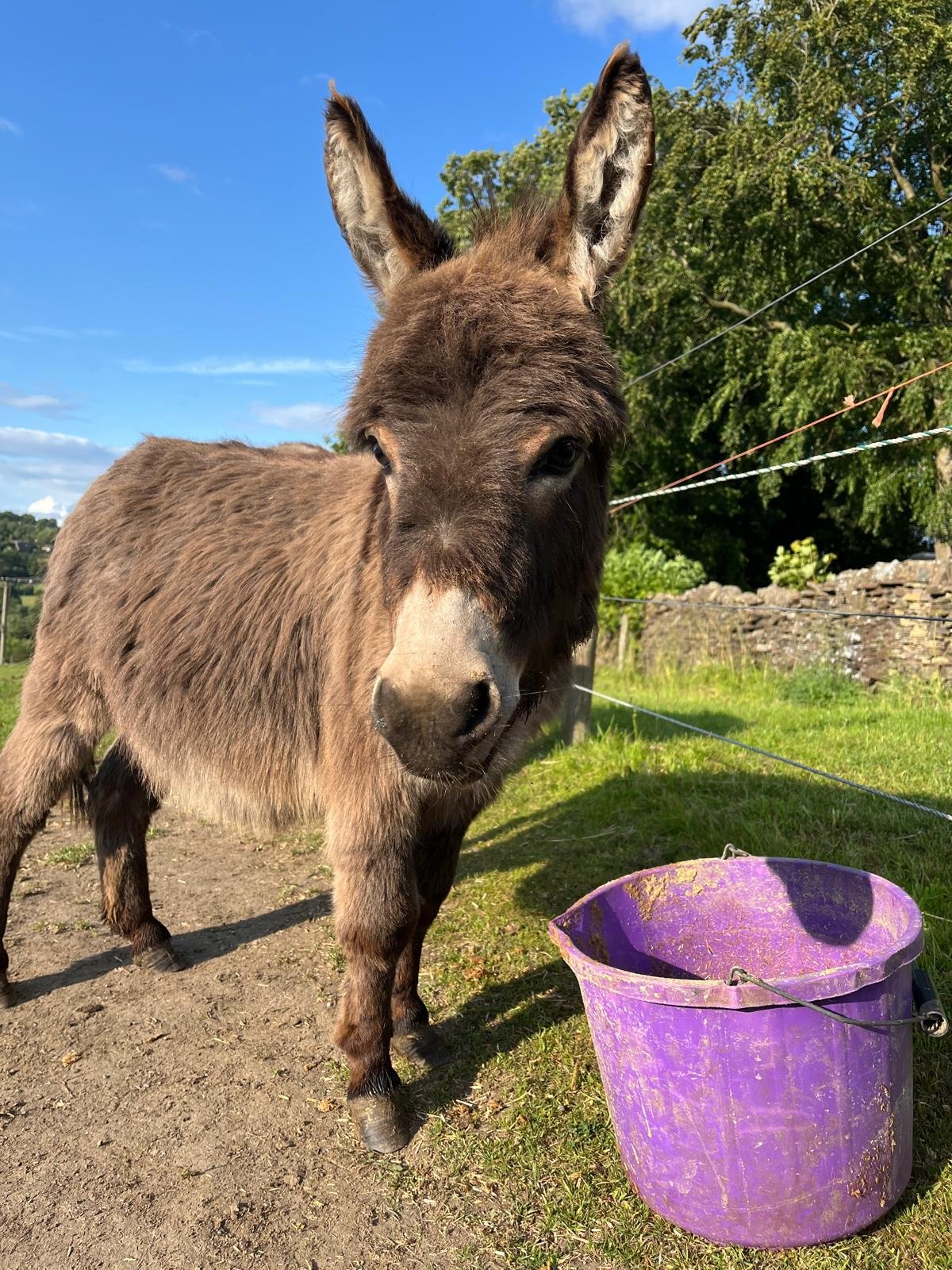 Raise funds for the Donkeys straw over winter campaign photo, 4 of 5