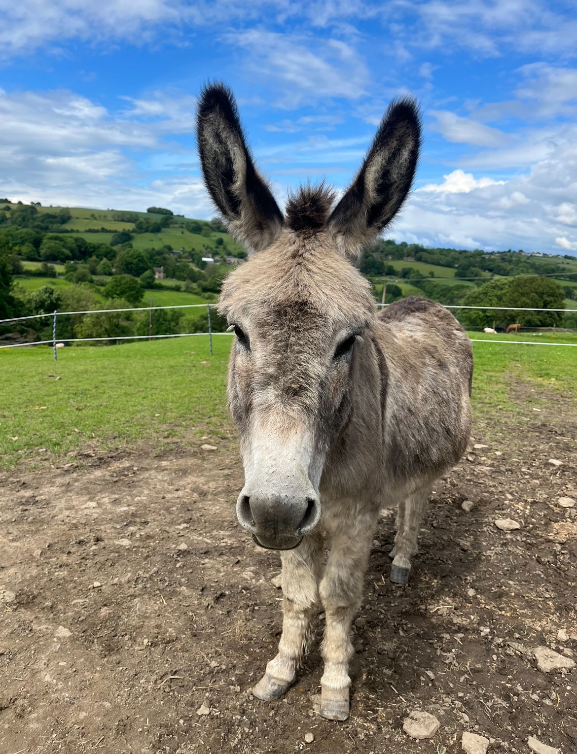 Raise funds for the Donkeys straw over winter campaign photo, 2 of 5