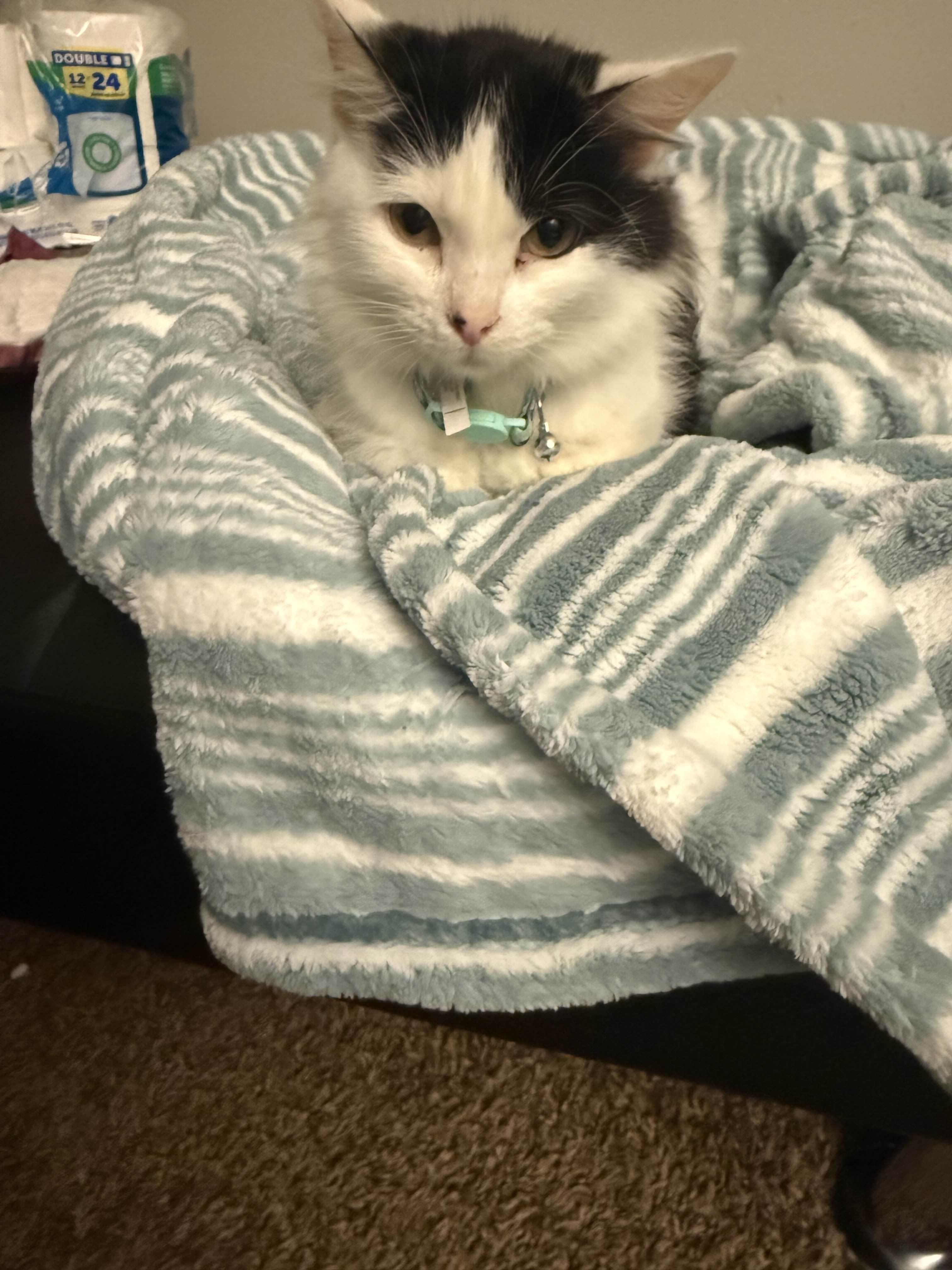 Support Oreo's Recovery and Vet Bills campaign photo, 6 of 7