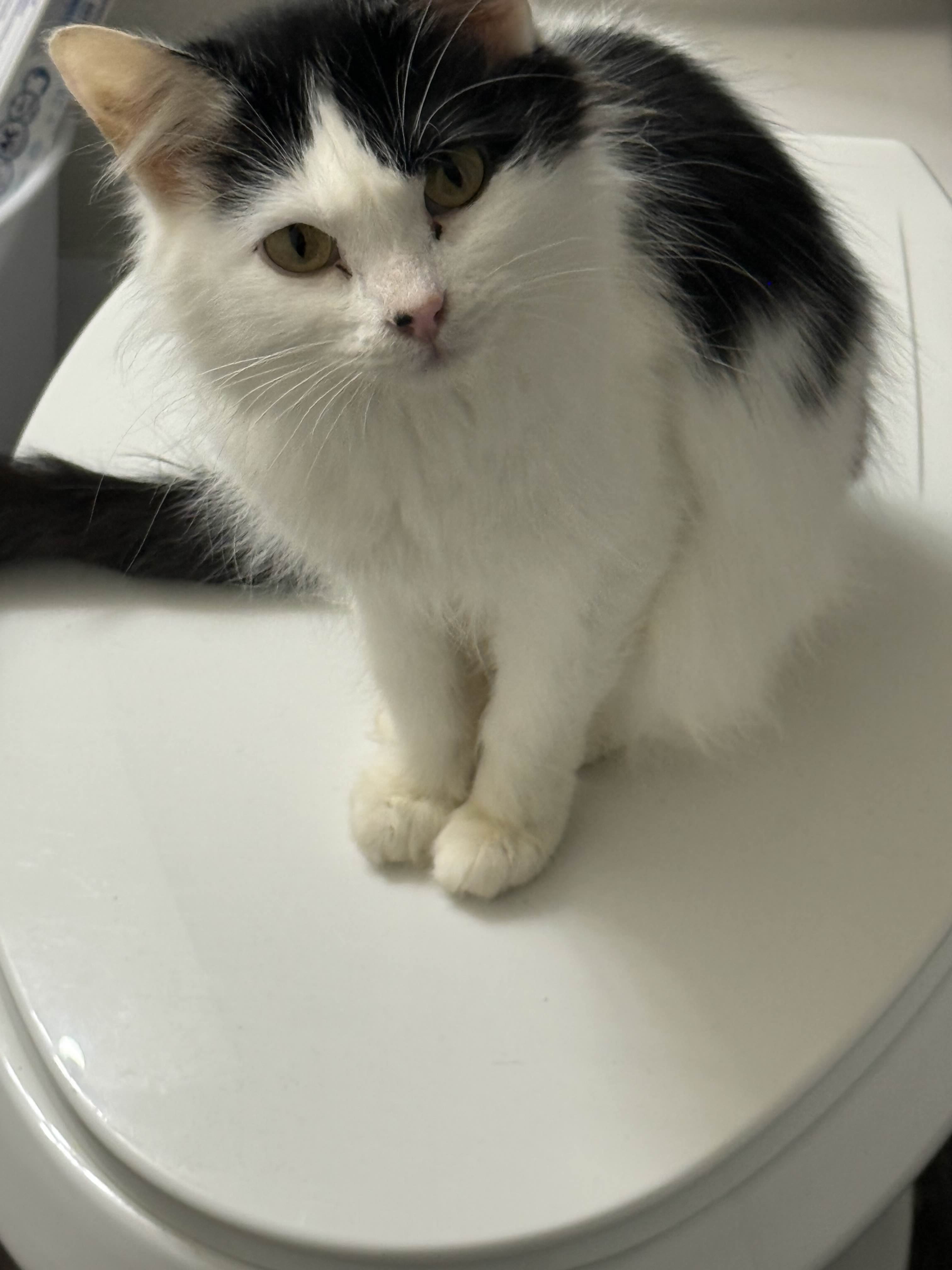 Support Oreo's Recovery and Vet Bills campaign photo, 2 of 7