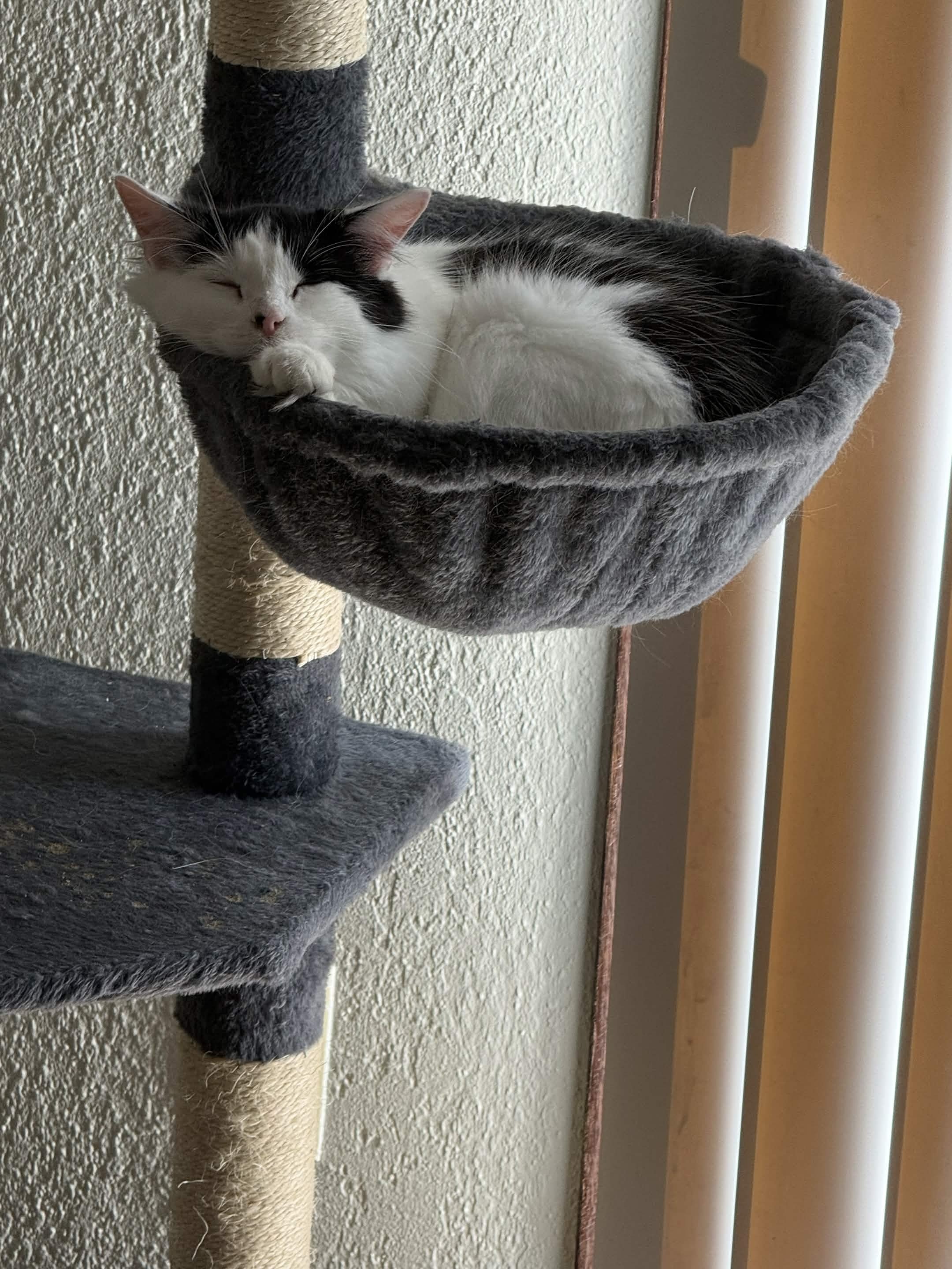 Support Oreo's Recovery and Vet Bills campaign photo, 4 of 7