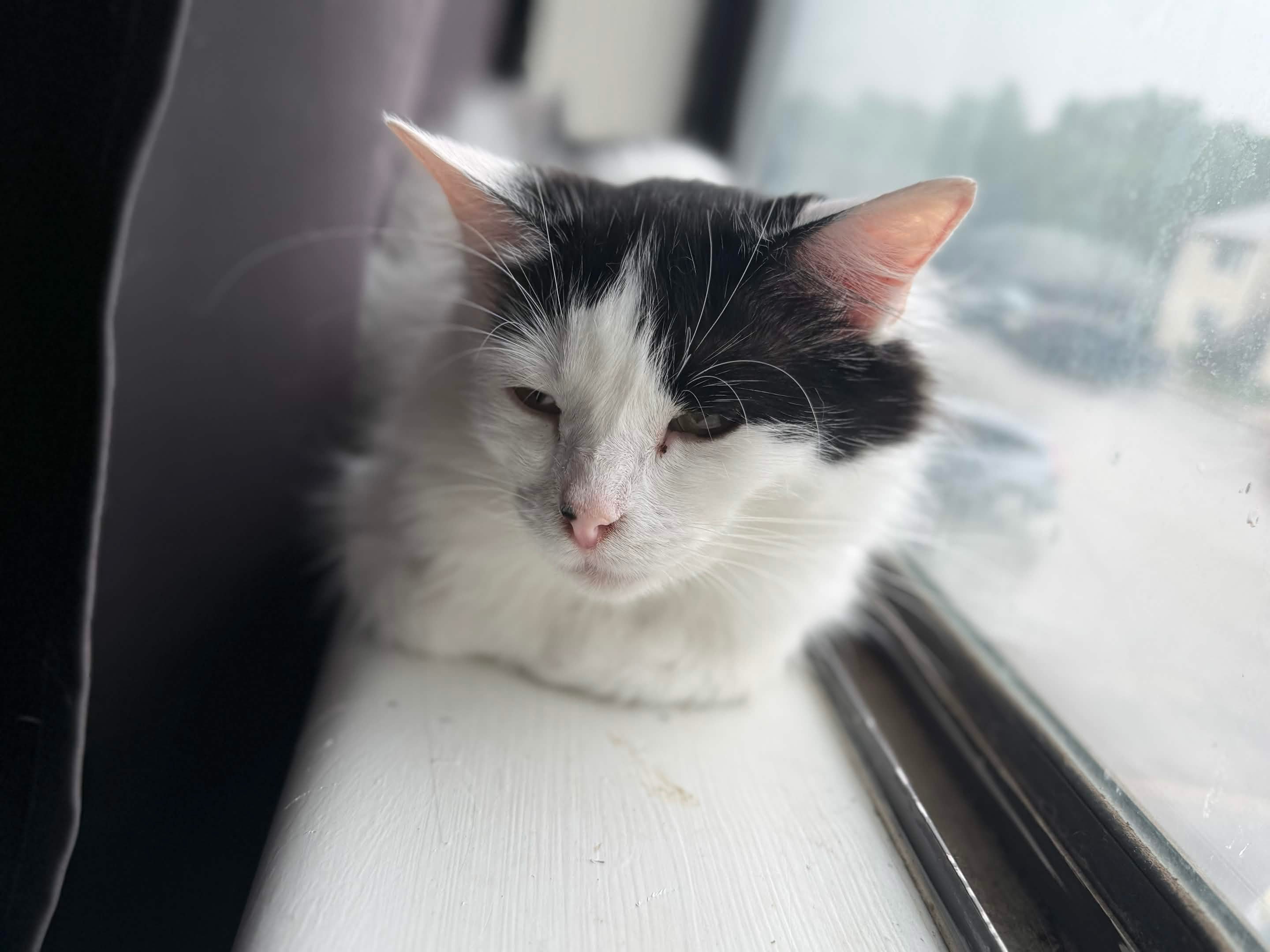 Support Oreo's Recovery and Vet Bills campaign photo, 5 of 7