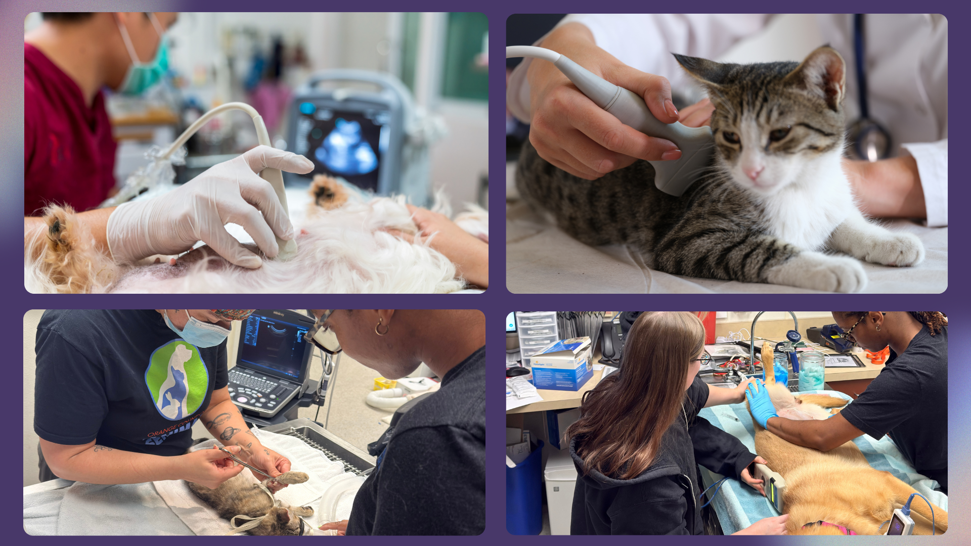 Help Us Bring Advanced Medical Care To Pets campaign photo, 2 of 5