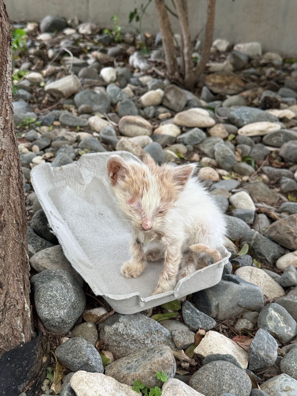 Help me save the cats and kittens of Cyprus campaign photo, 9 of 10