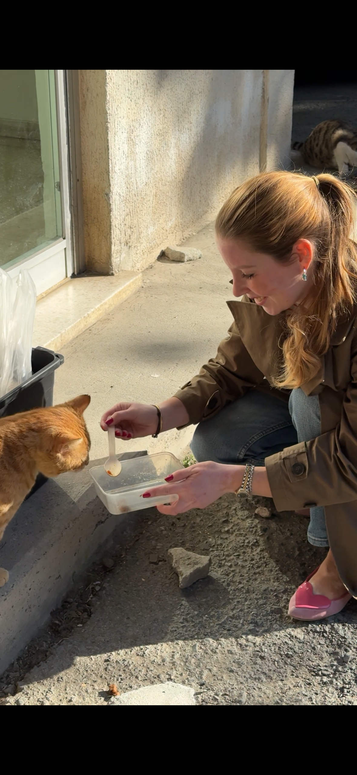 Help me save the cats and kittens of Cyprus campaign photo, 2 of 10