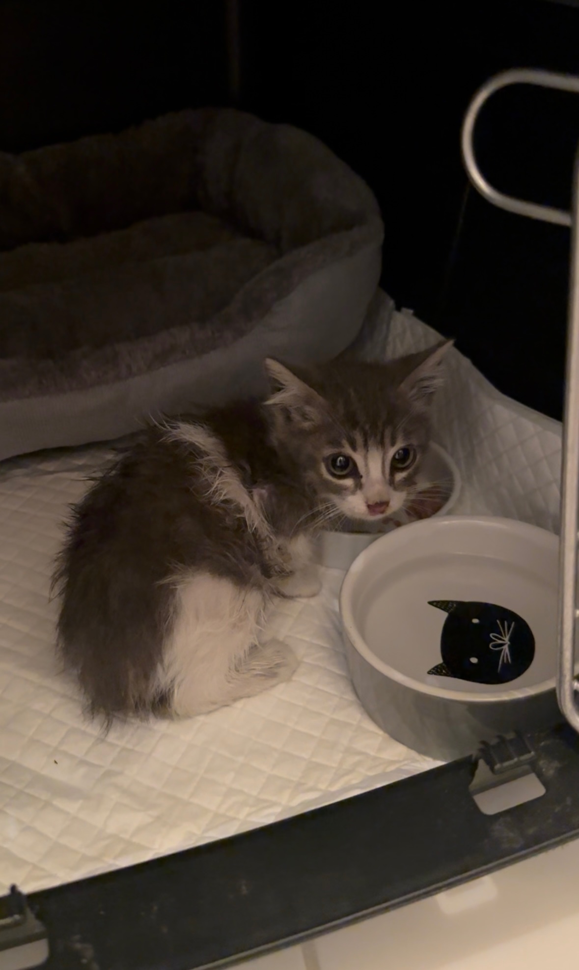 Help me save the cats and kittens of Cyprus campaign photo, 4 of 10
