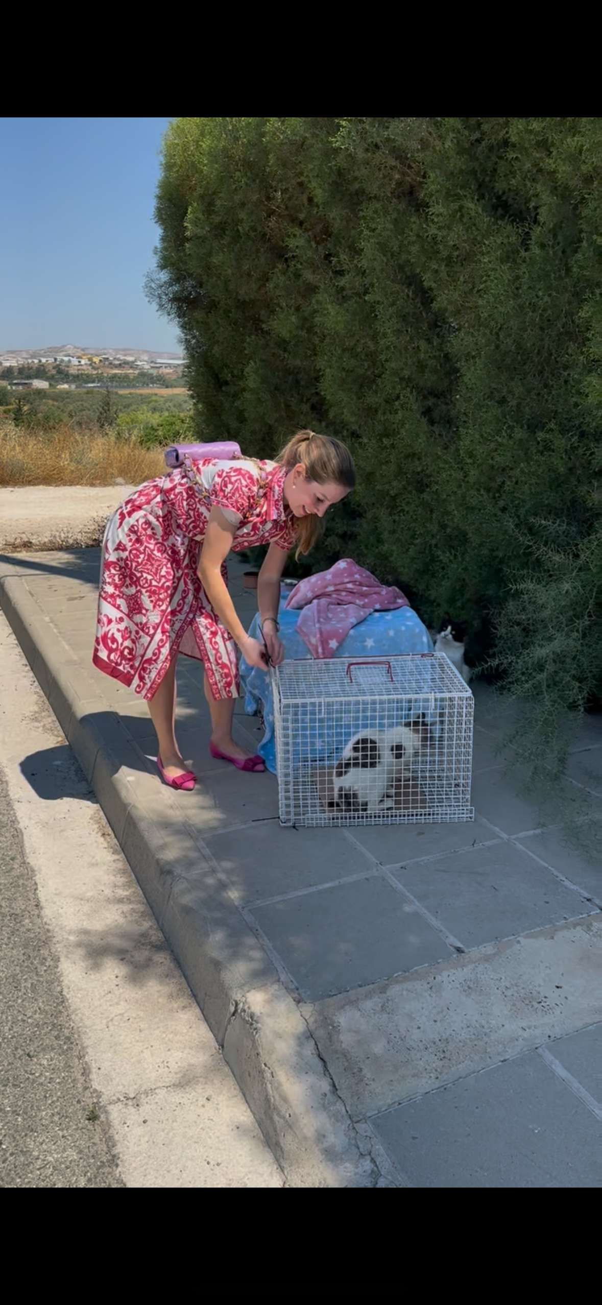 Help me save the cats and kittens of Cyprus campaign photo, 5 of 10