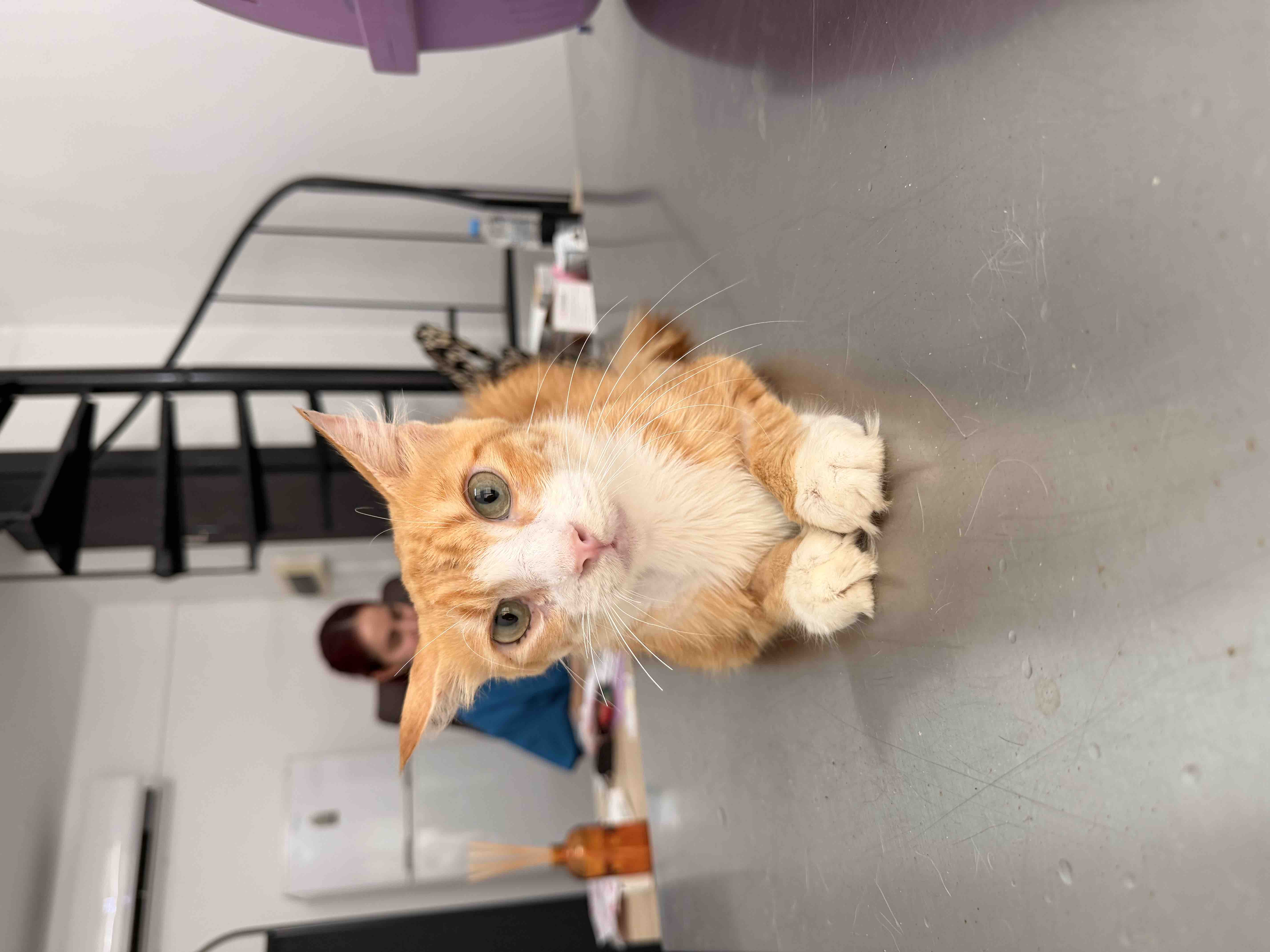 Help me save the cats and kittens of Cyprus campaign photo, 6 of 10