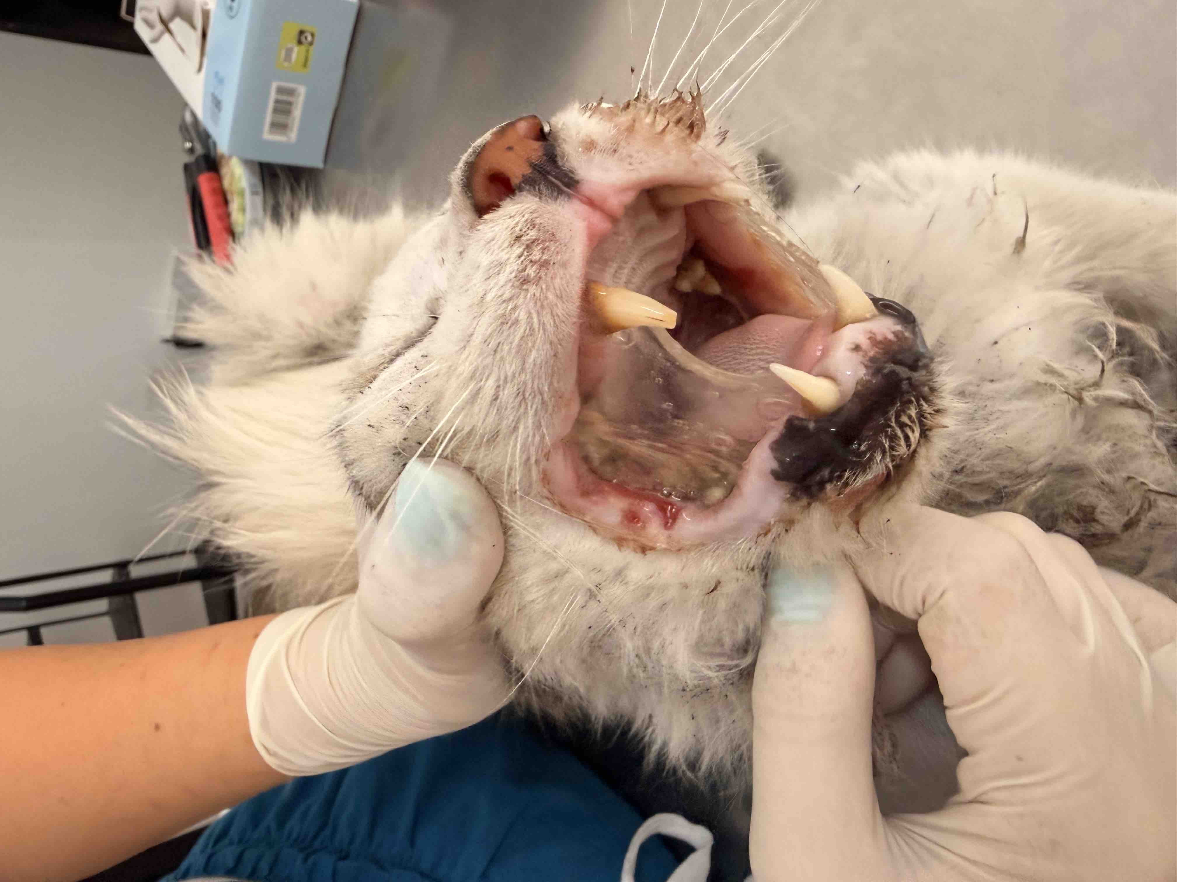 Help me save the cats and kittens of Cyprus campaign photo, 7 of 10