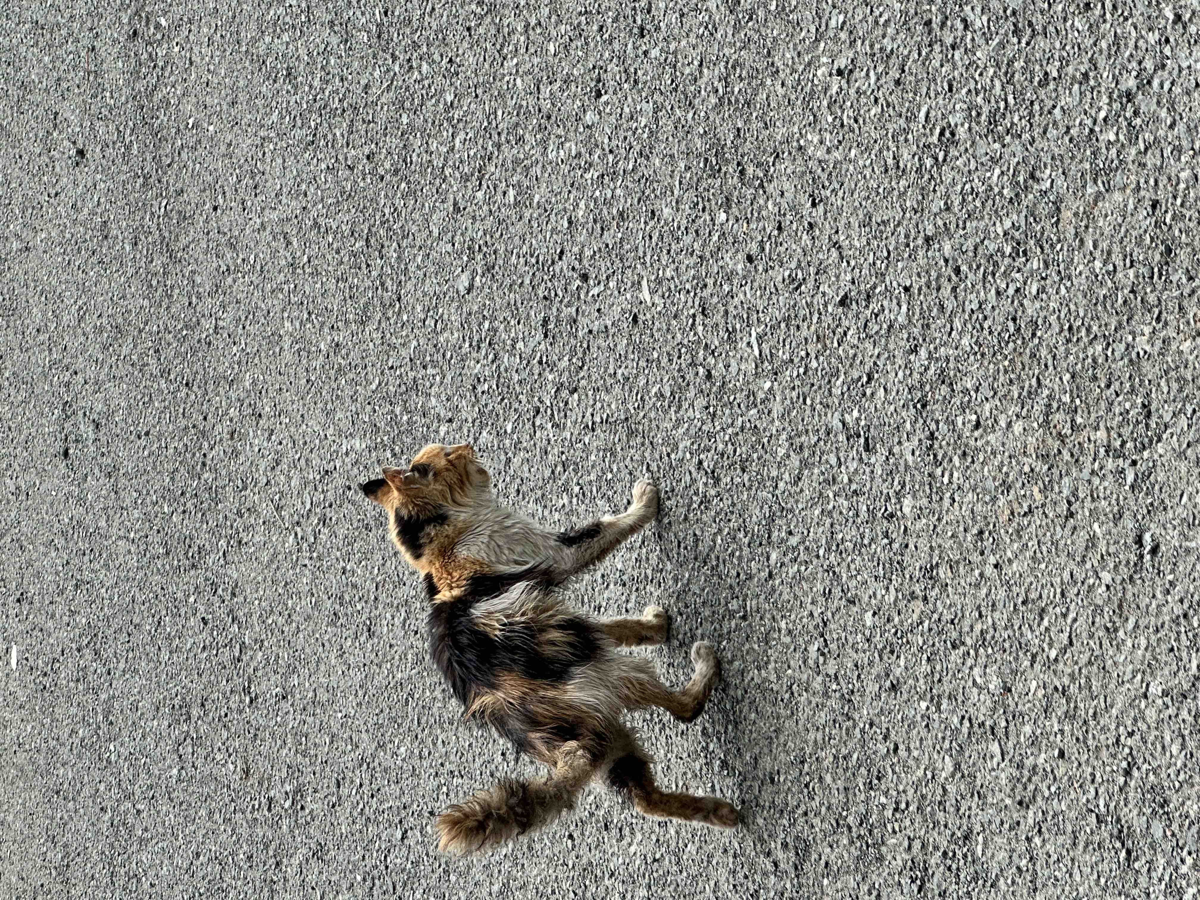Help me save the cats and kittens of Cyprus campaign photo, 8 of 10