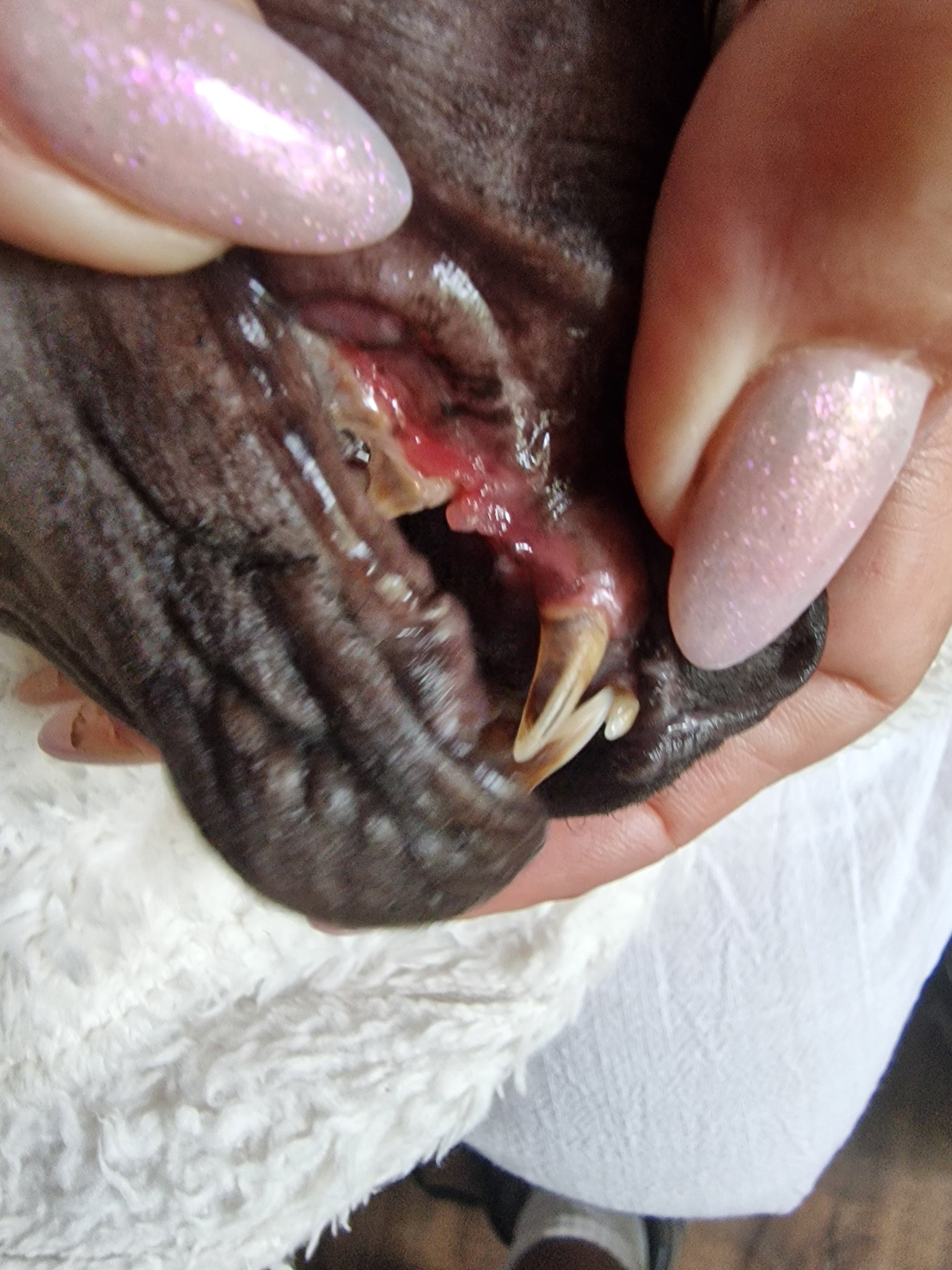 DRINGEND: Help kater Max (Sphynx) van zijn helse pijn af! campaign photo, 2 of 4