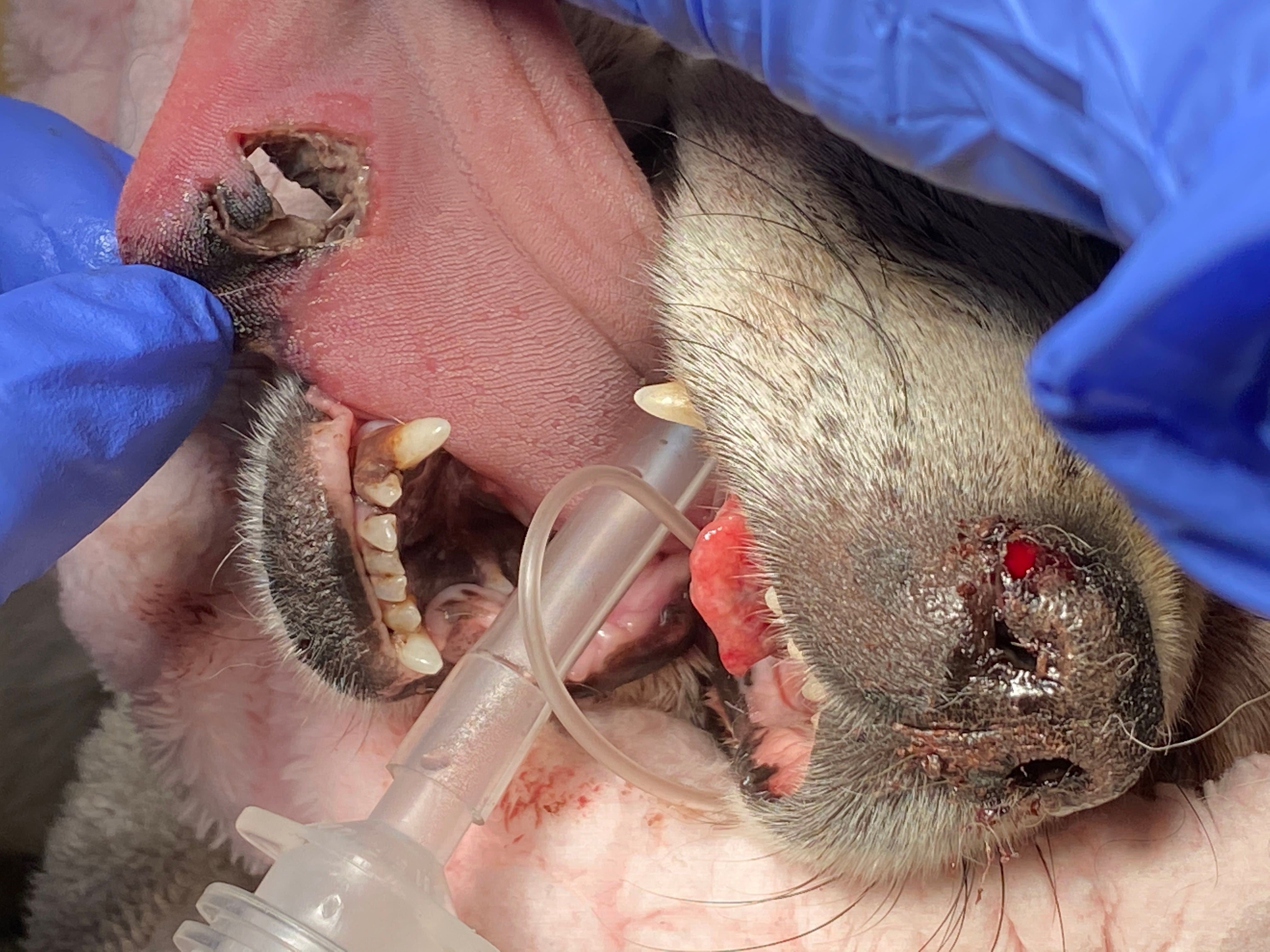 Support for Lucy’s Recovery and Surgery Costs campaign photo, 2 of 8