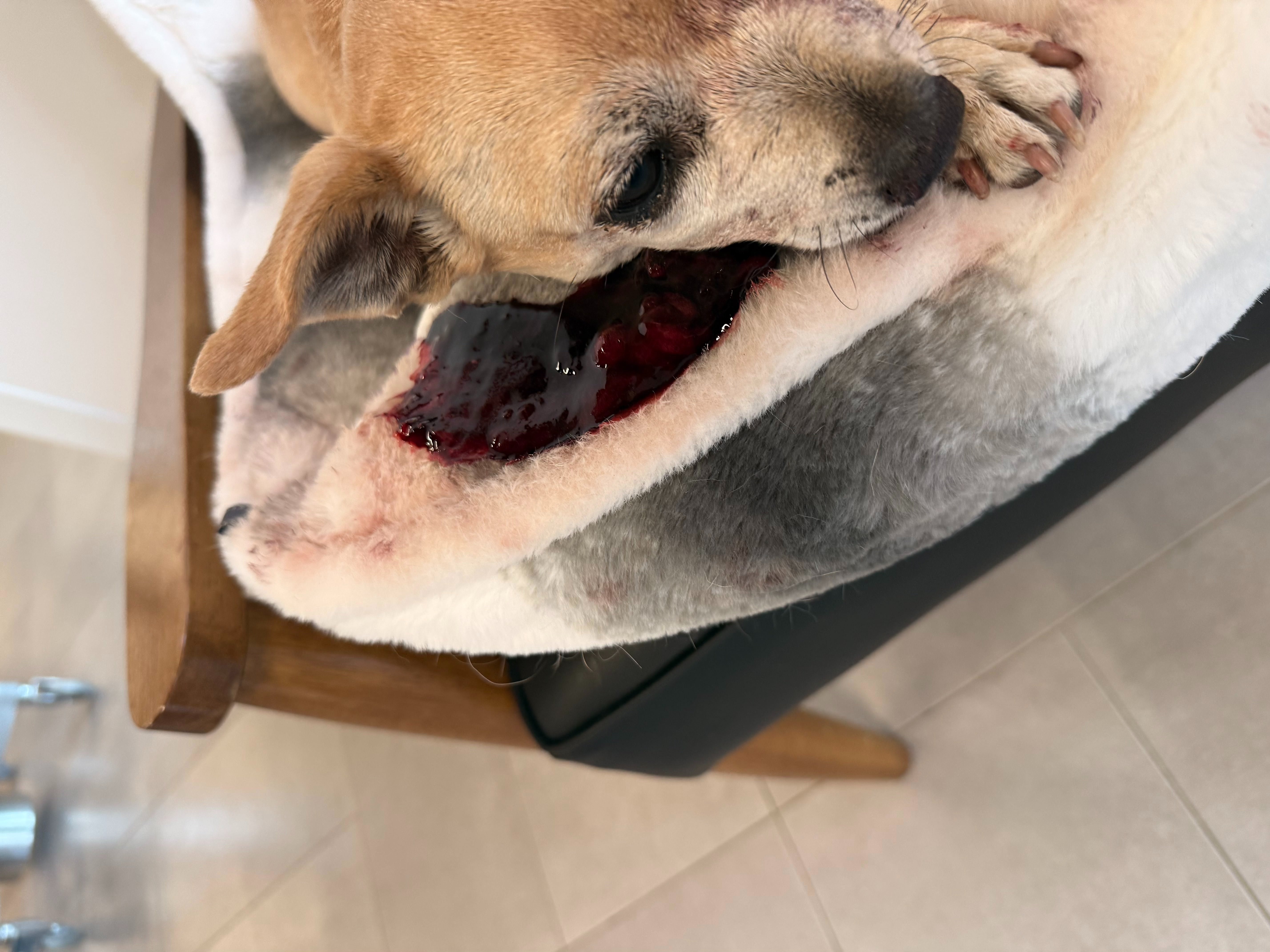 Support for Lucy’s Recovery and Surgery Costs campaign photo, 5 of 8