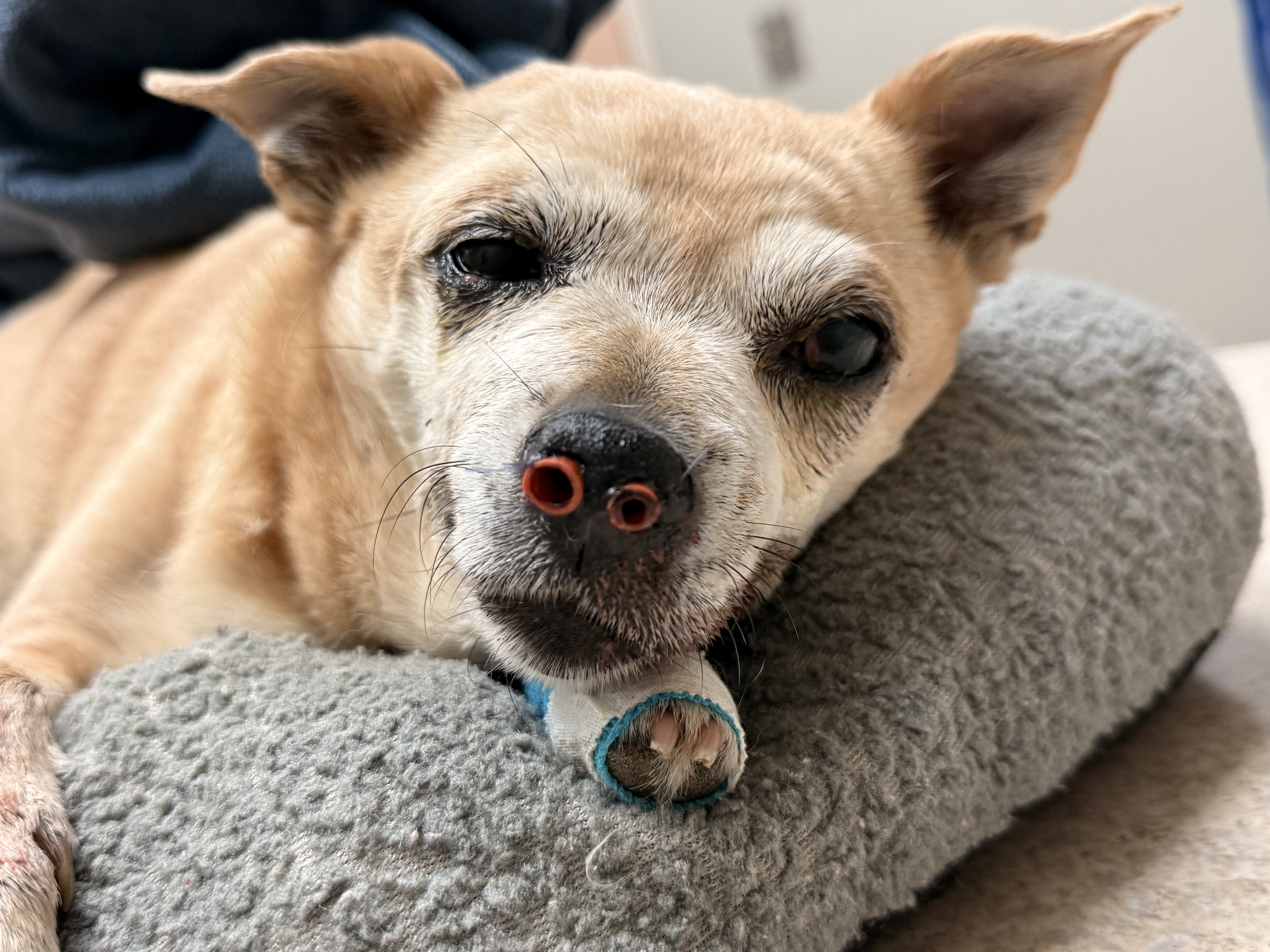 Support for Lucy’s Recovery and Surgery Costs campaign photo, 6 of 8