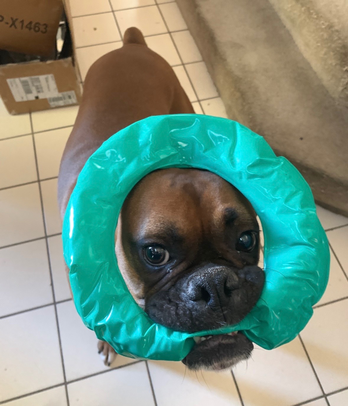 Help Us Bring Our Boxer to Italy campaign photo, 7 of 8