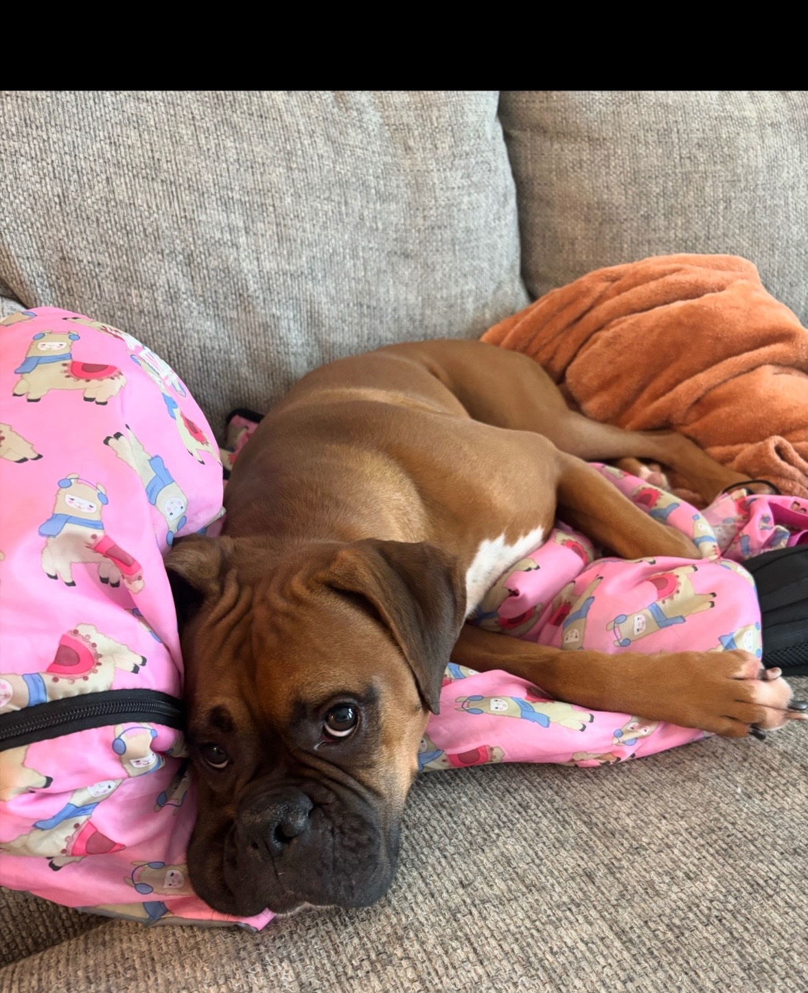 Help Us Bring Our Boxer to Italy campaign photo, 2 of 8